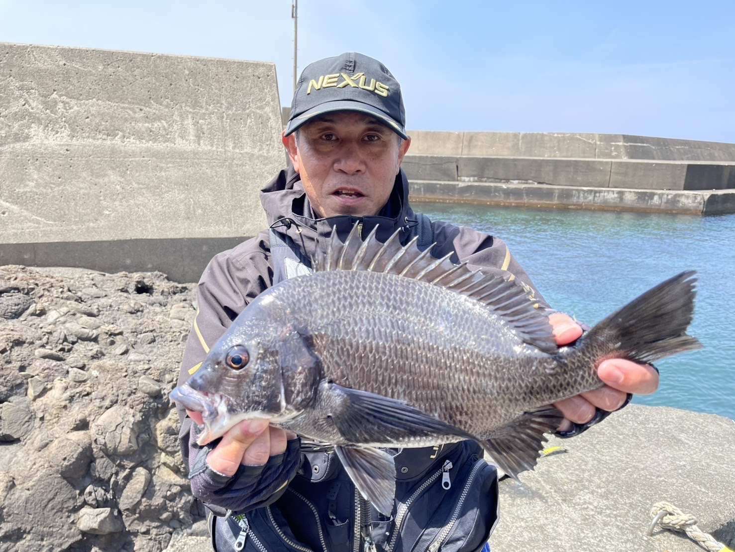 クロダイ、