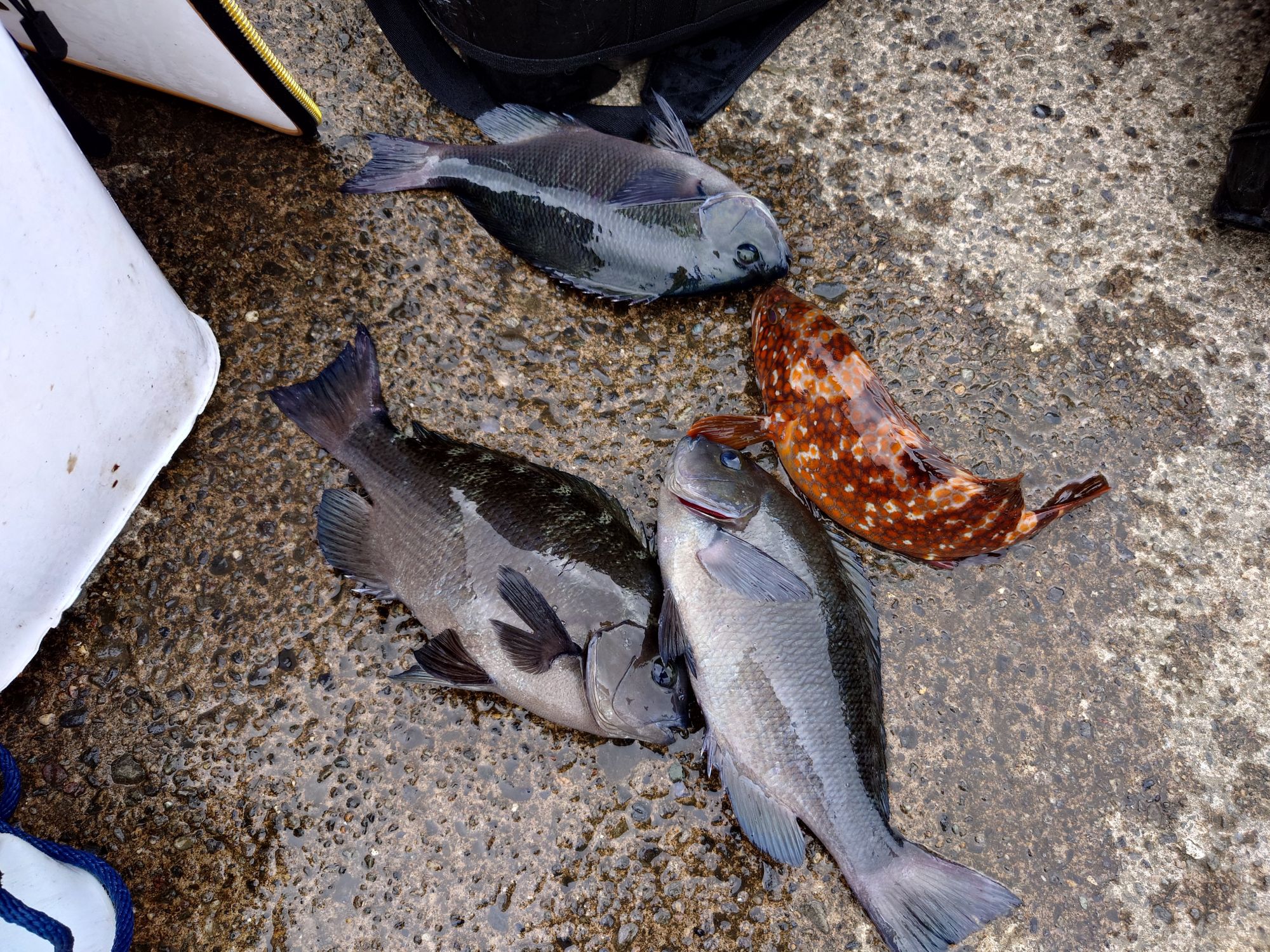 グレ　キジハタ