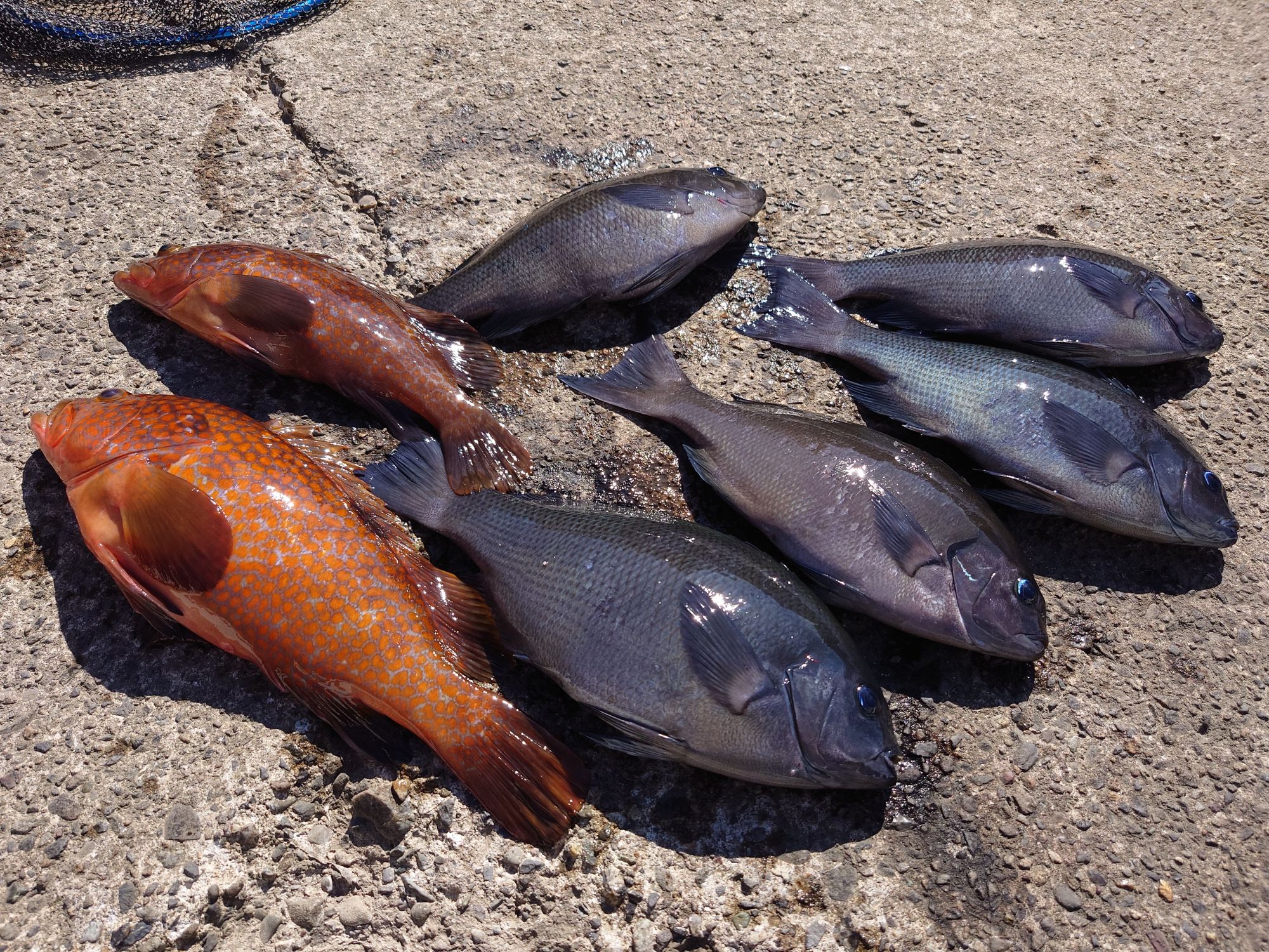 口太グレ、キジハタ