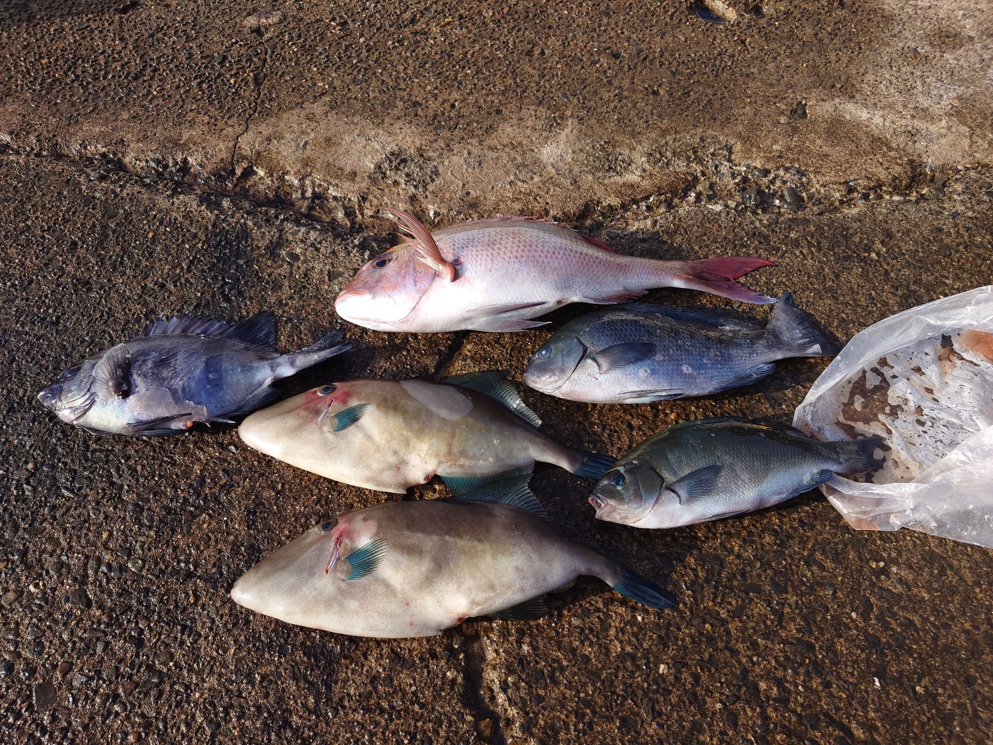 マダイ、イシダイ、口太グレ、ウマズラハギ