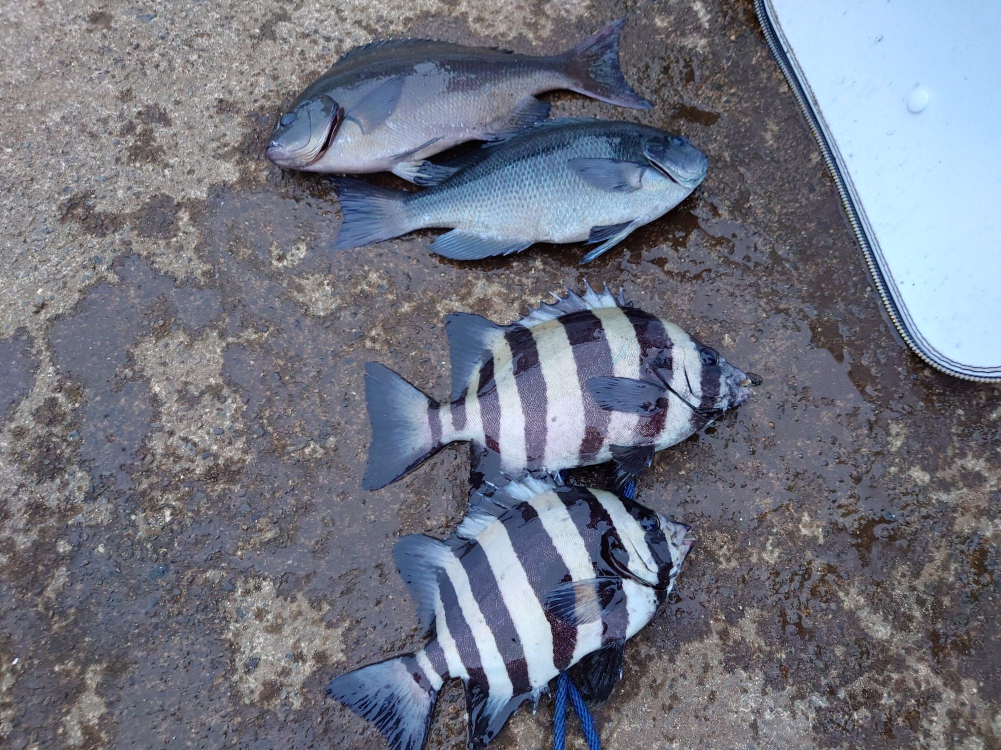 口太グレ、イシダイ