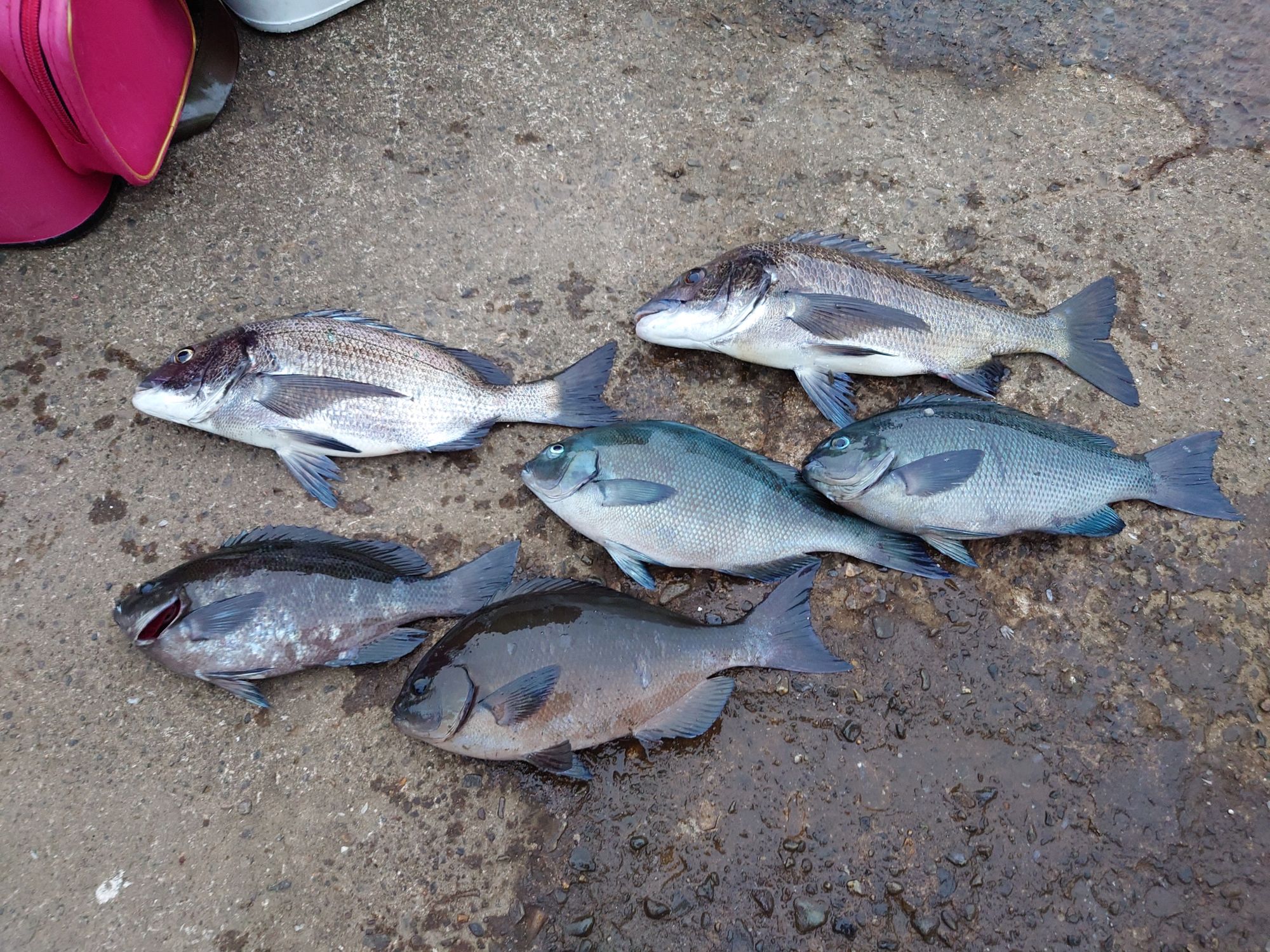 口太グレ、チヌ