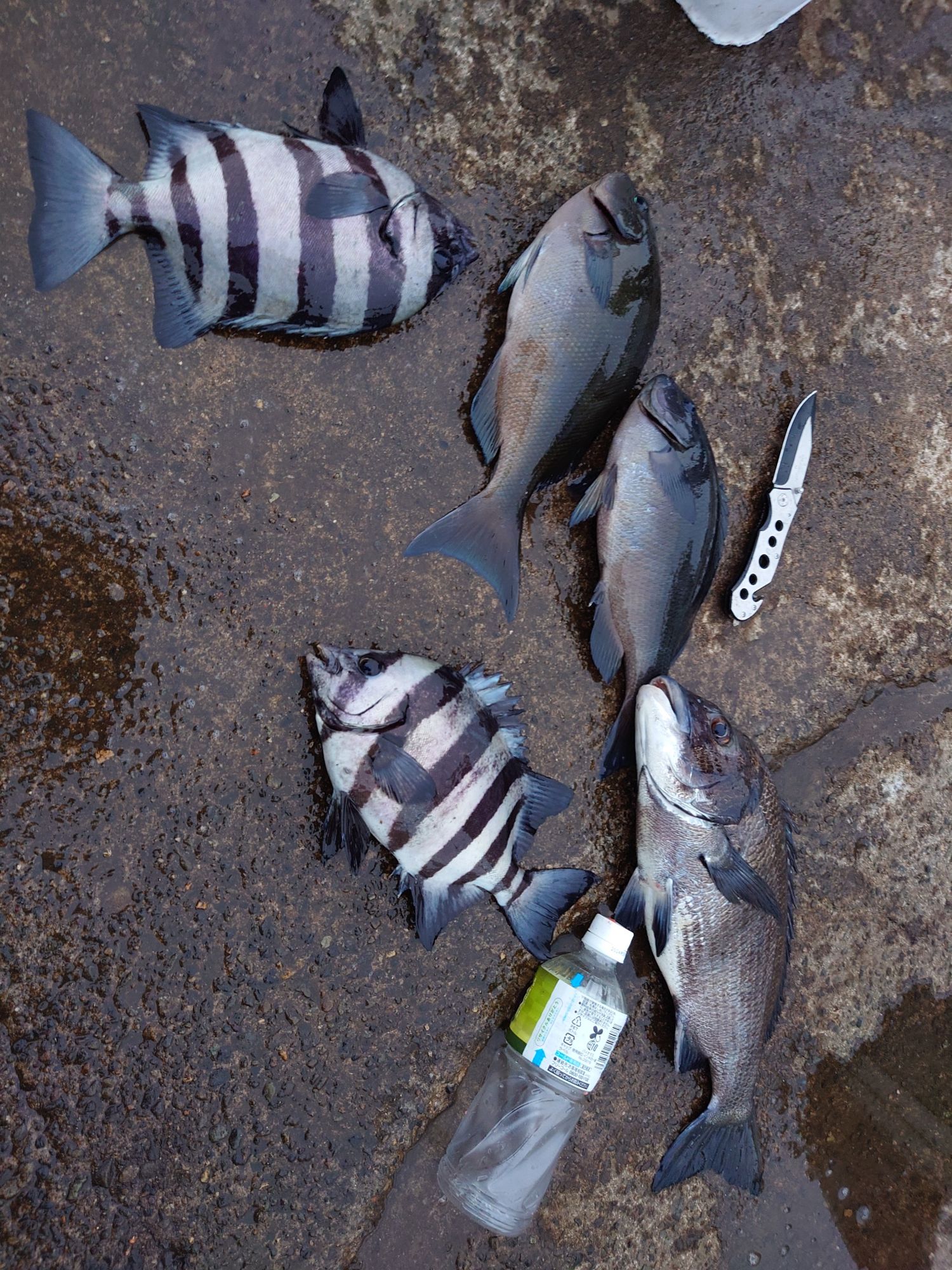 イシダイ、口太グレ，チヌ