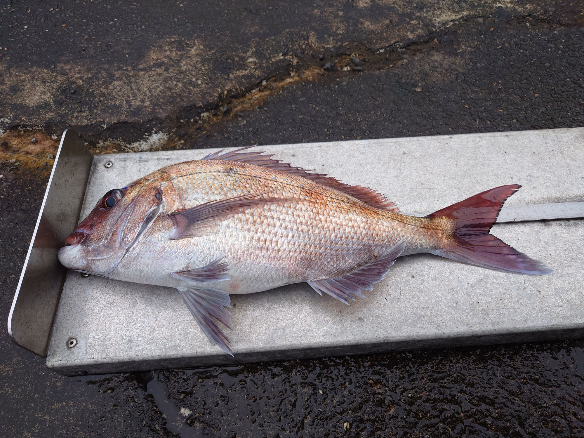 令和6年最初の真鯛です