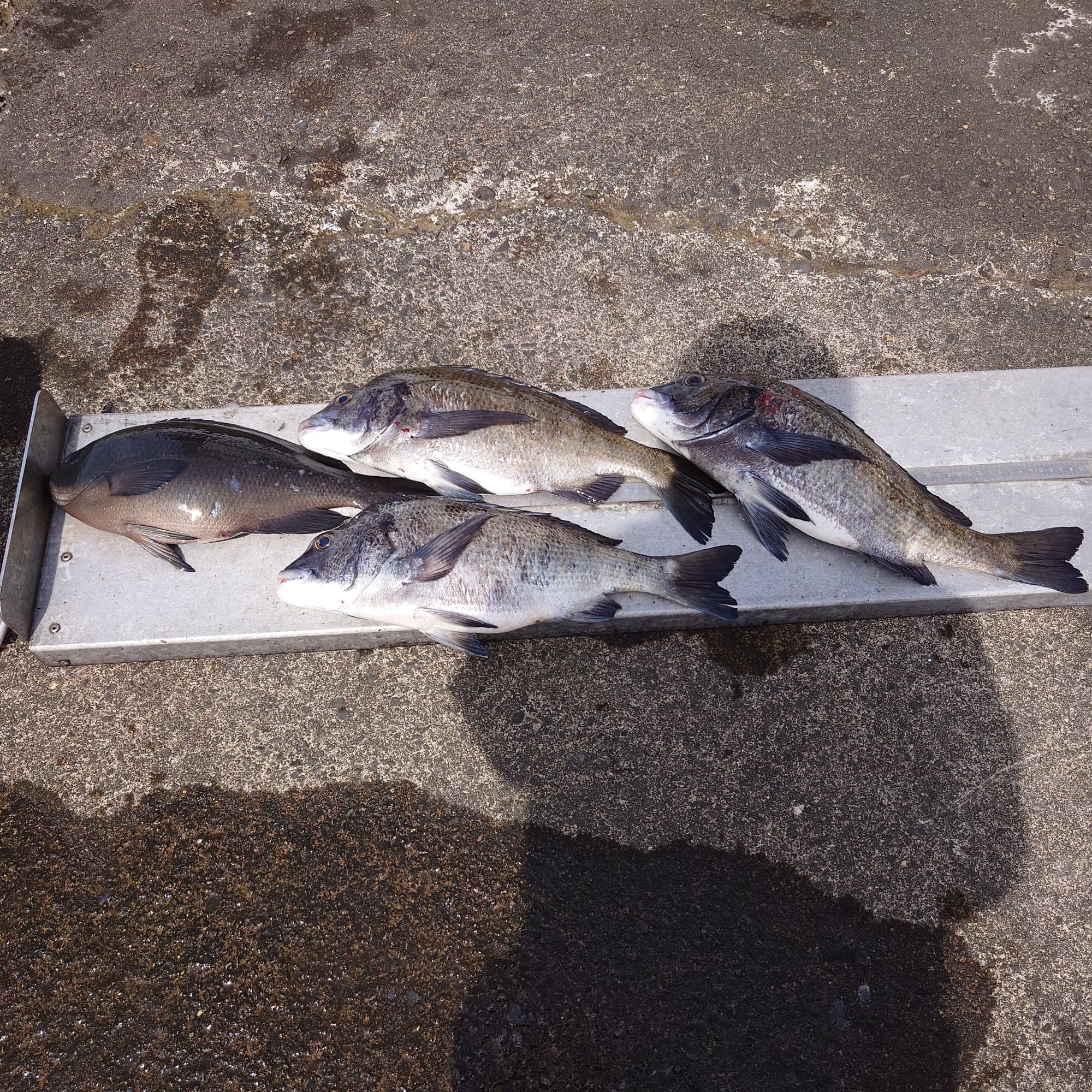 口太グレ38ｃｍとクロダイ3枚でした。