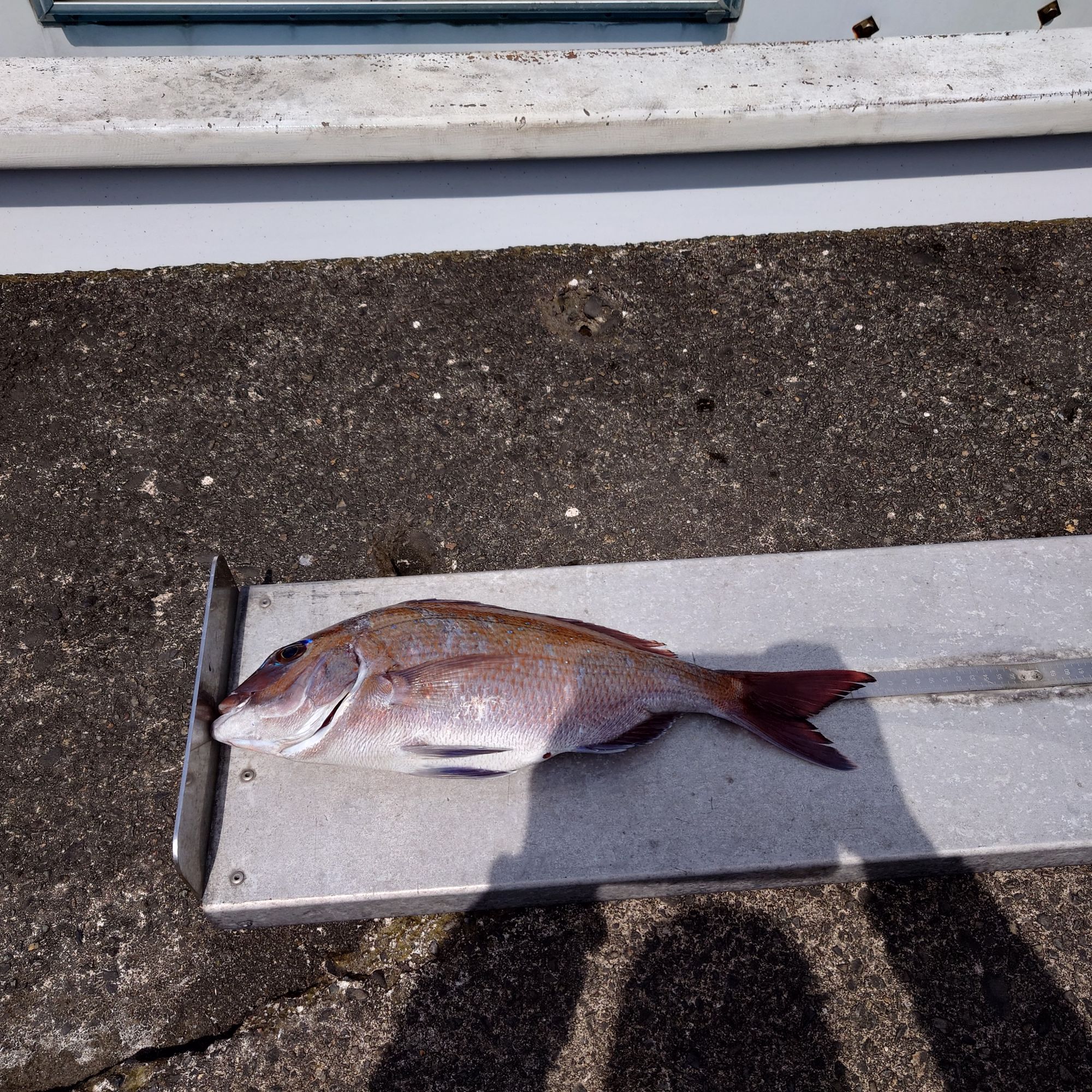 食べごろサイズの真鯛でしたね