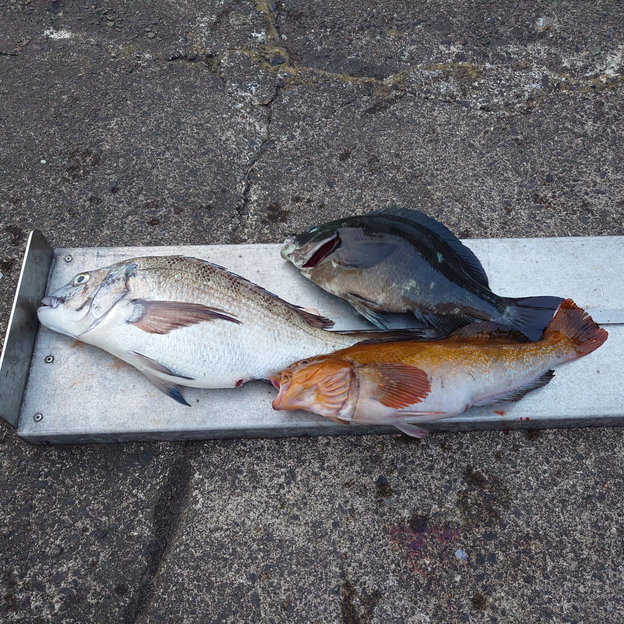 まずまずクロダイとグレでした