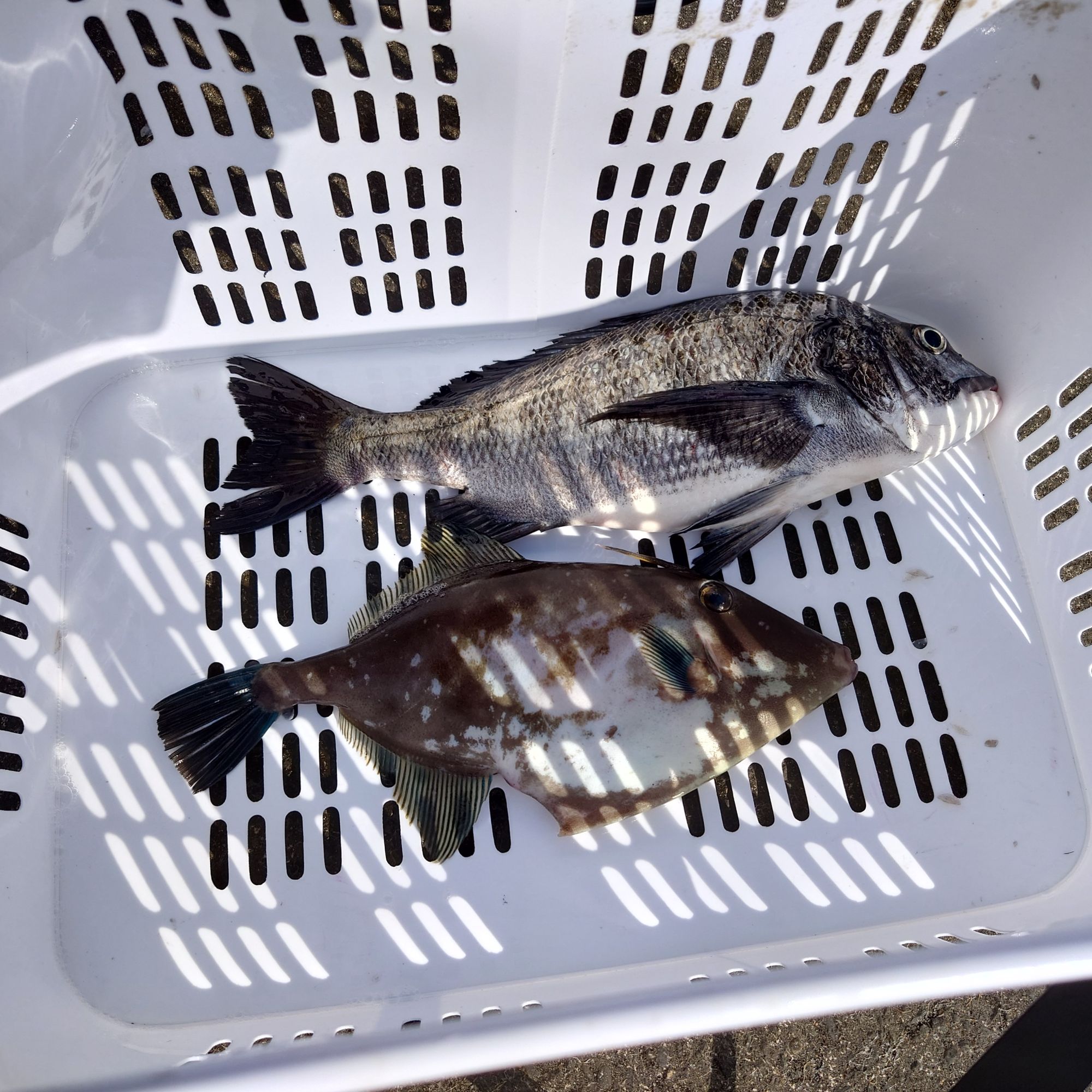 クロダイとウマズラハギ