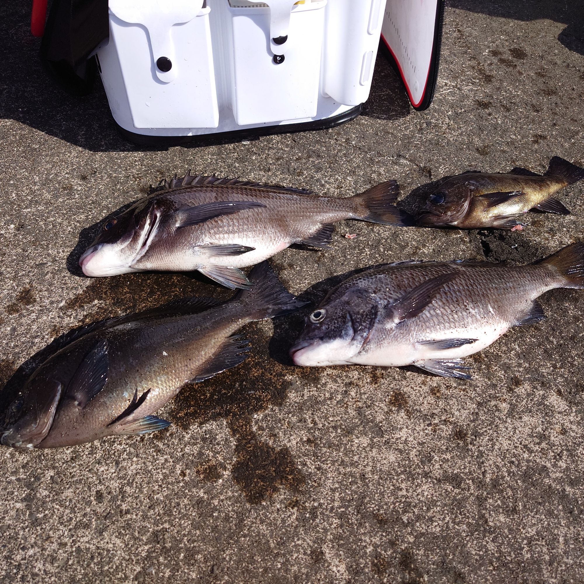 グレ、クロダイ、金メバル