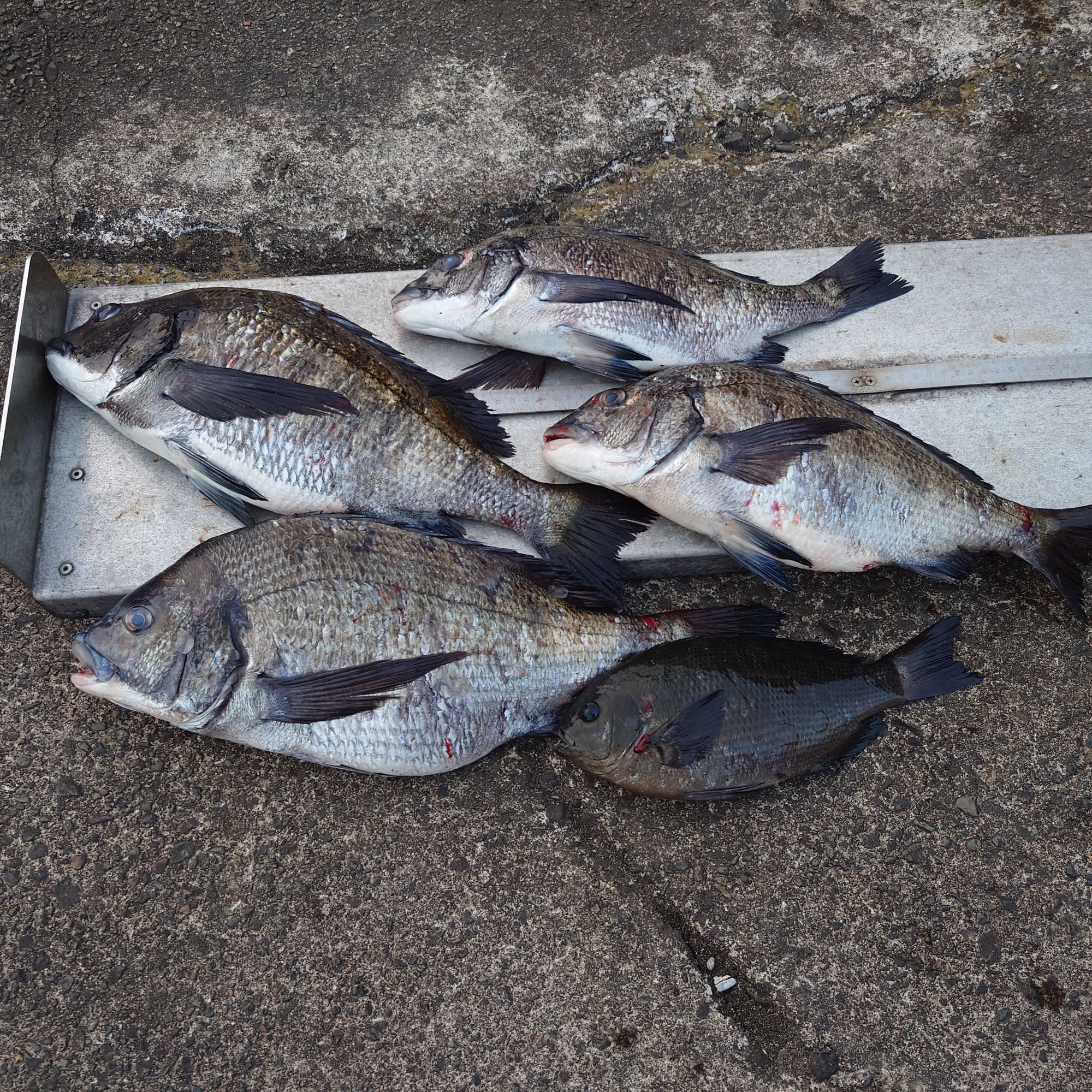 クロダイとグレ