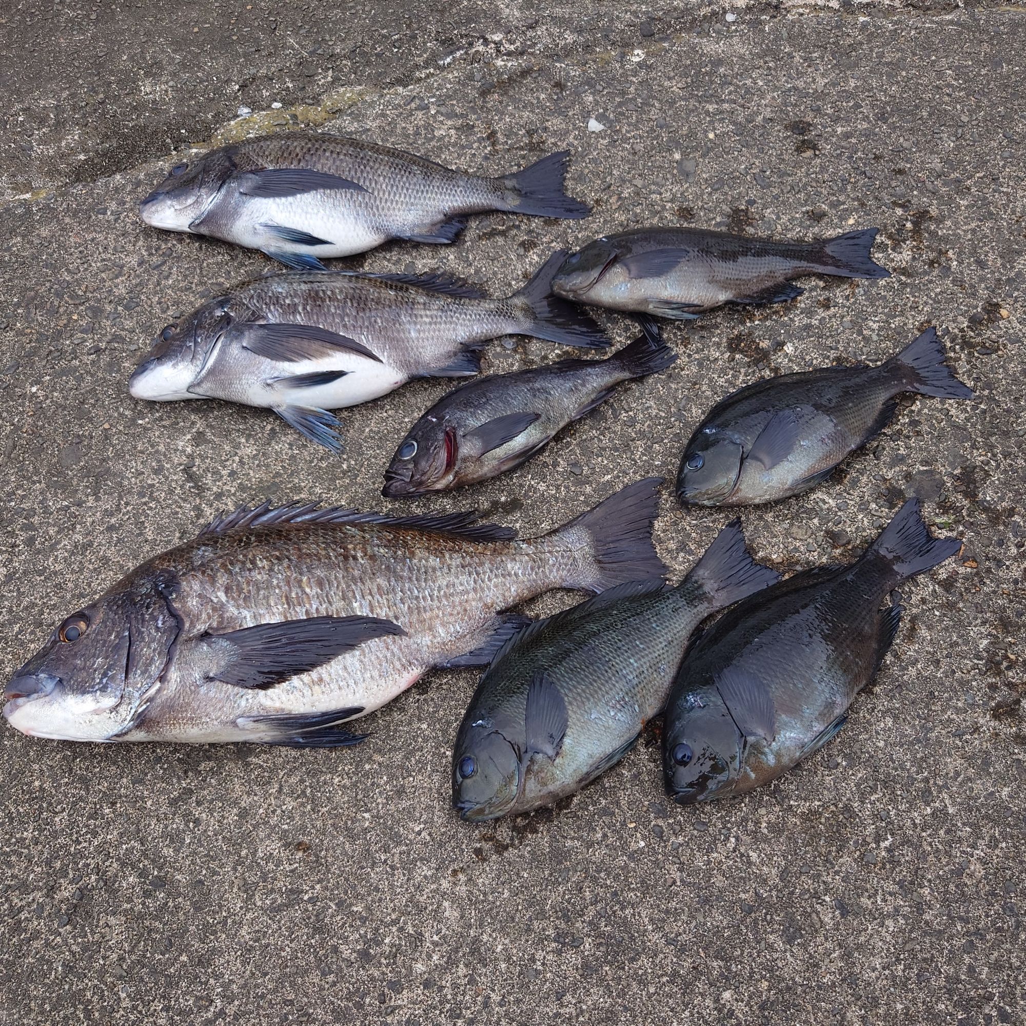 グレ、クロダイ、黒メバル