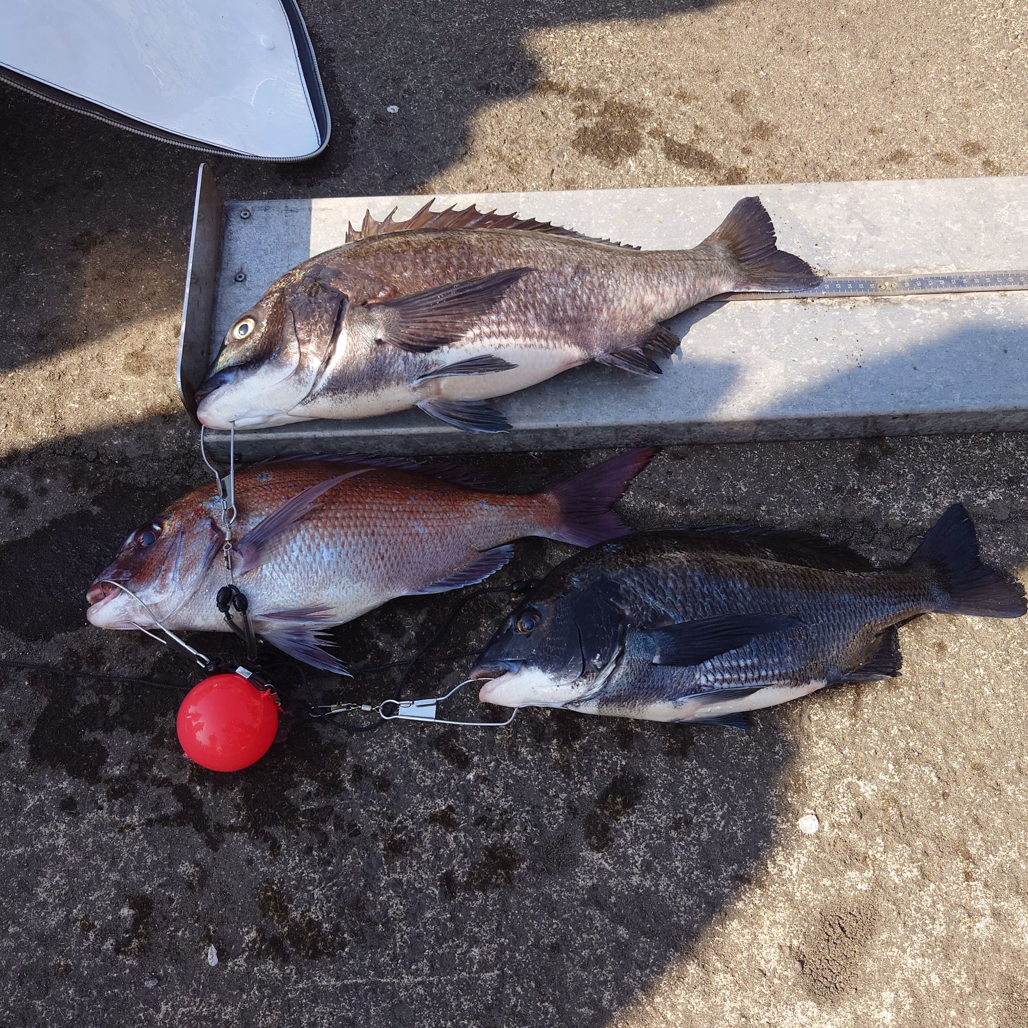 クロダイ54ｃｍでした、真鯛