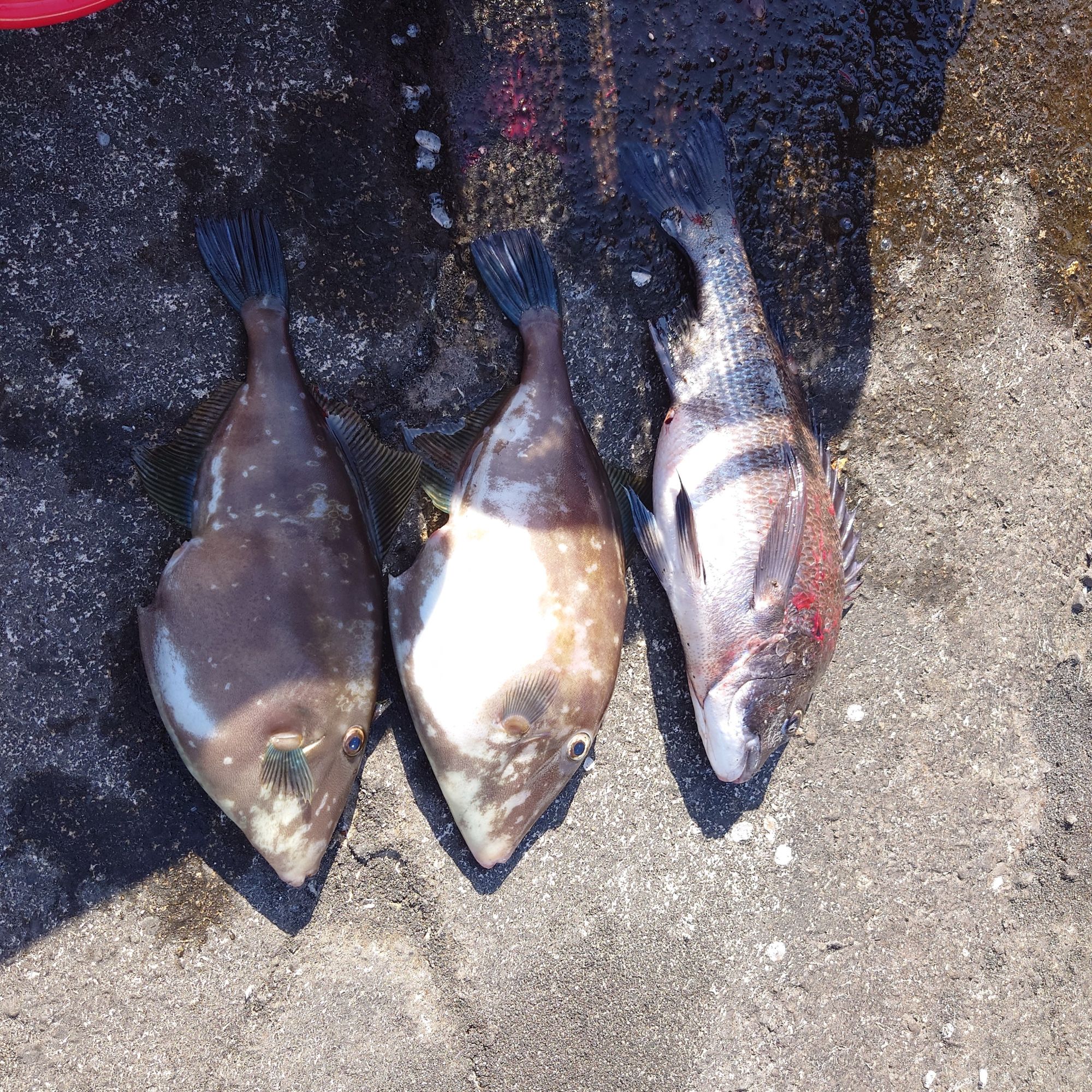 クロダイ、ウマズラハギ