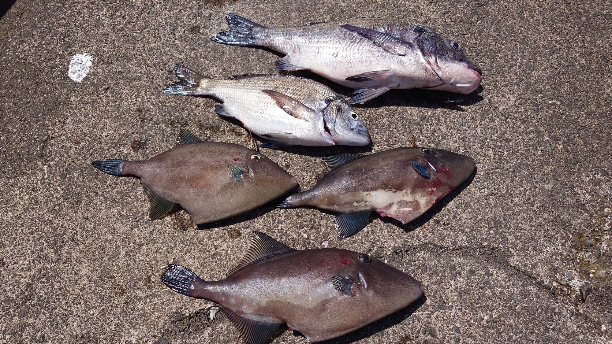 クロダイとウマズラハギでした。