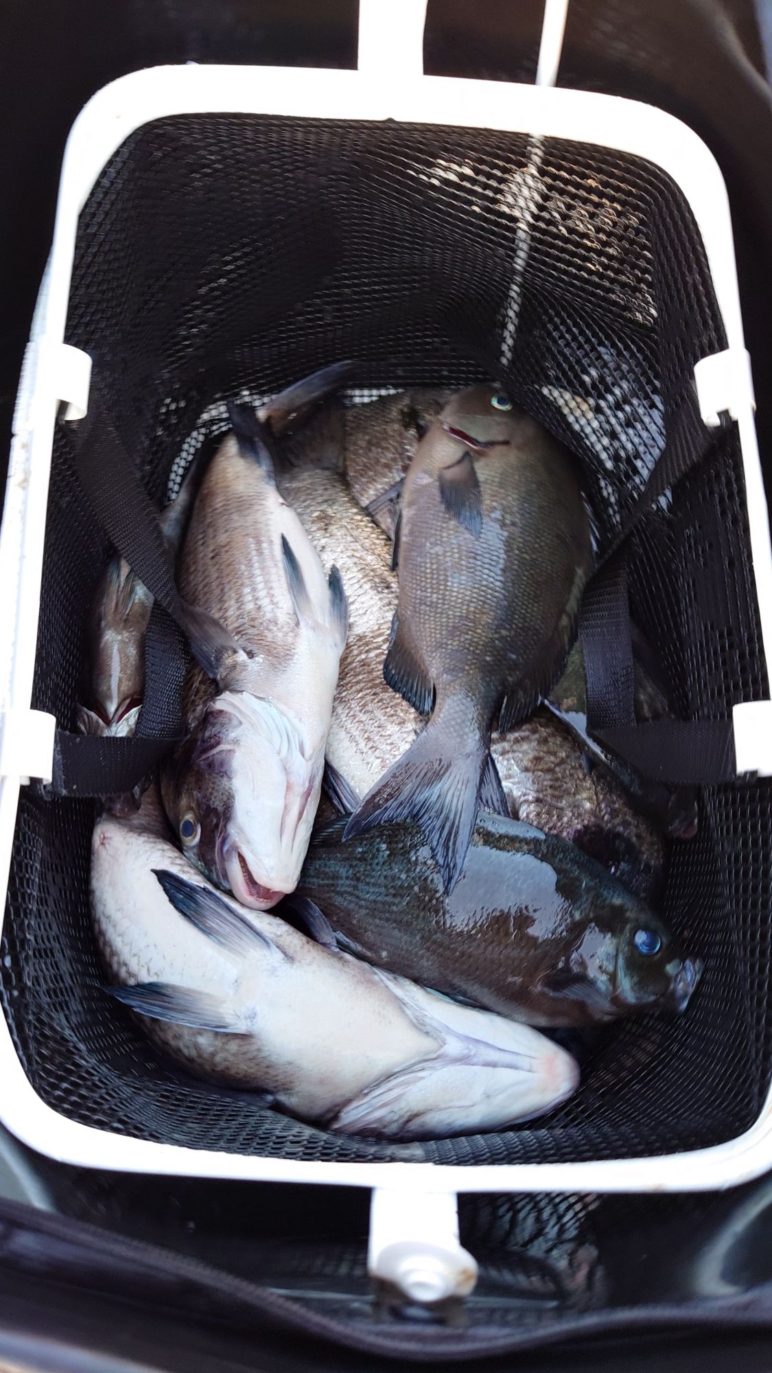 クロダイとグレでした