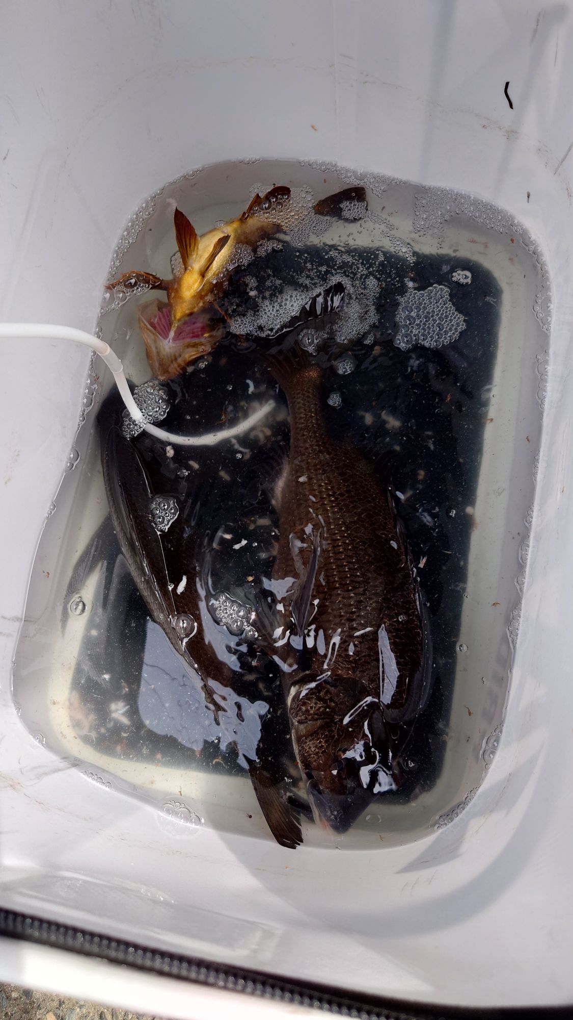 クロダイと金メバル