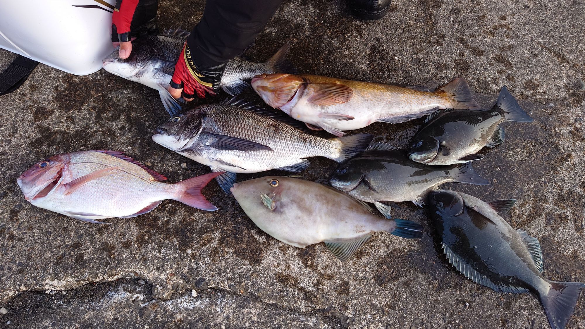 尾長グレ、真鯛、クロダイ、ウマズラハギ、アイナメ