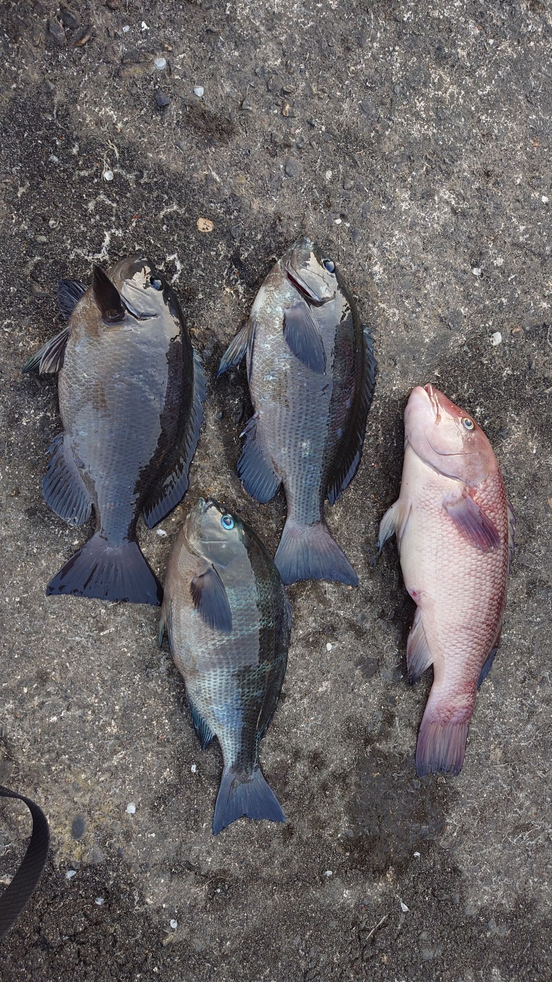 グレ、寒ダイ、グレは良くこえてました