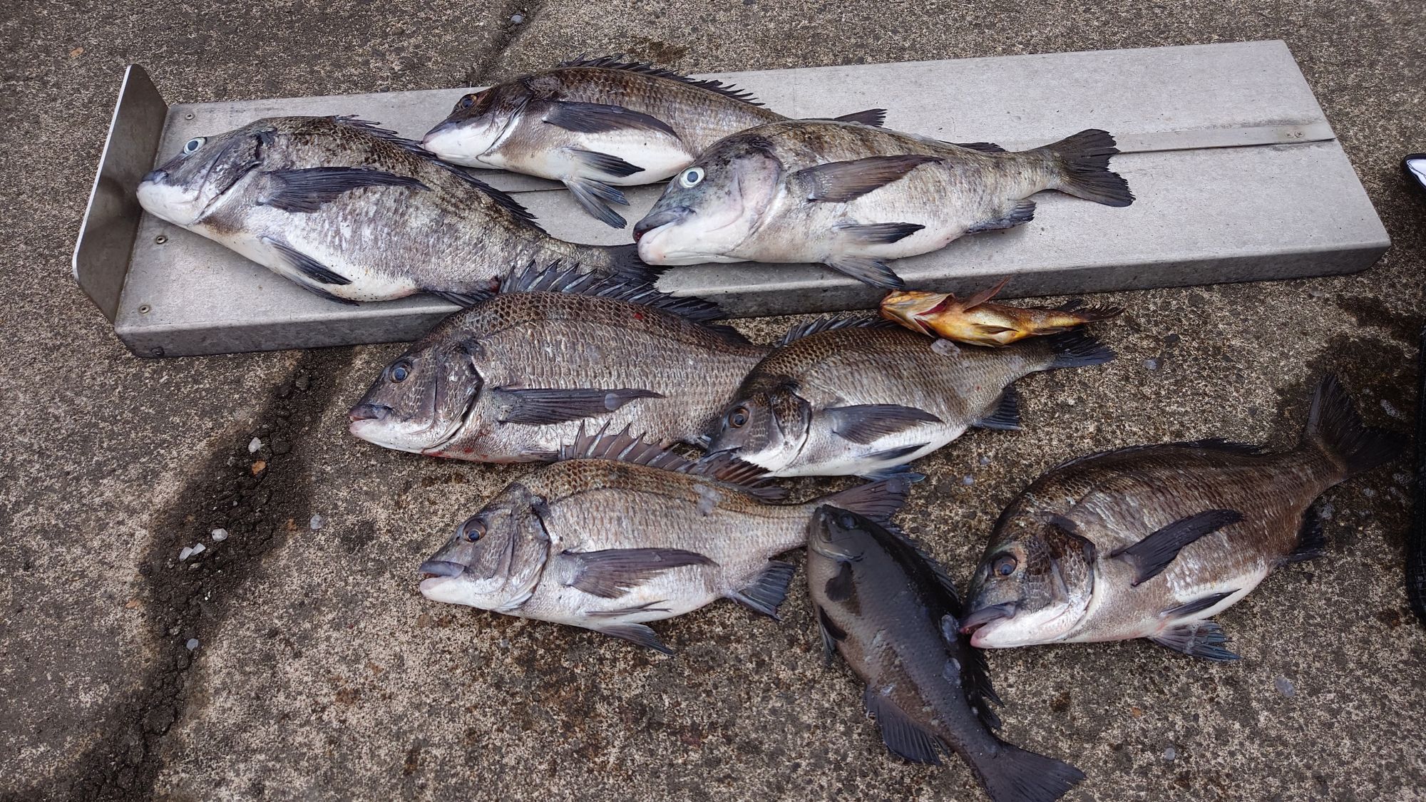 クロダイ、グレ、金メバル。