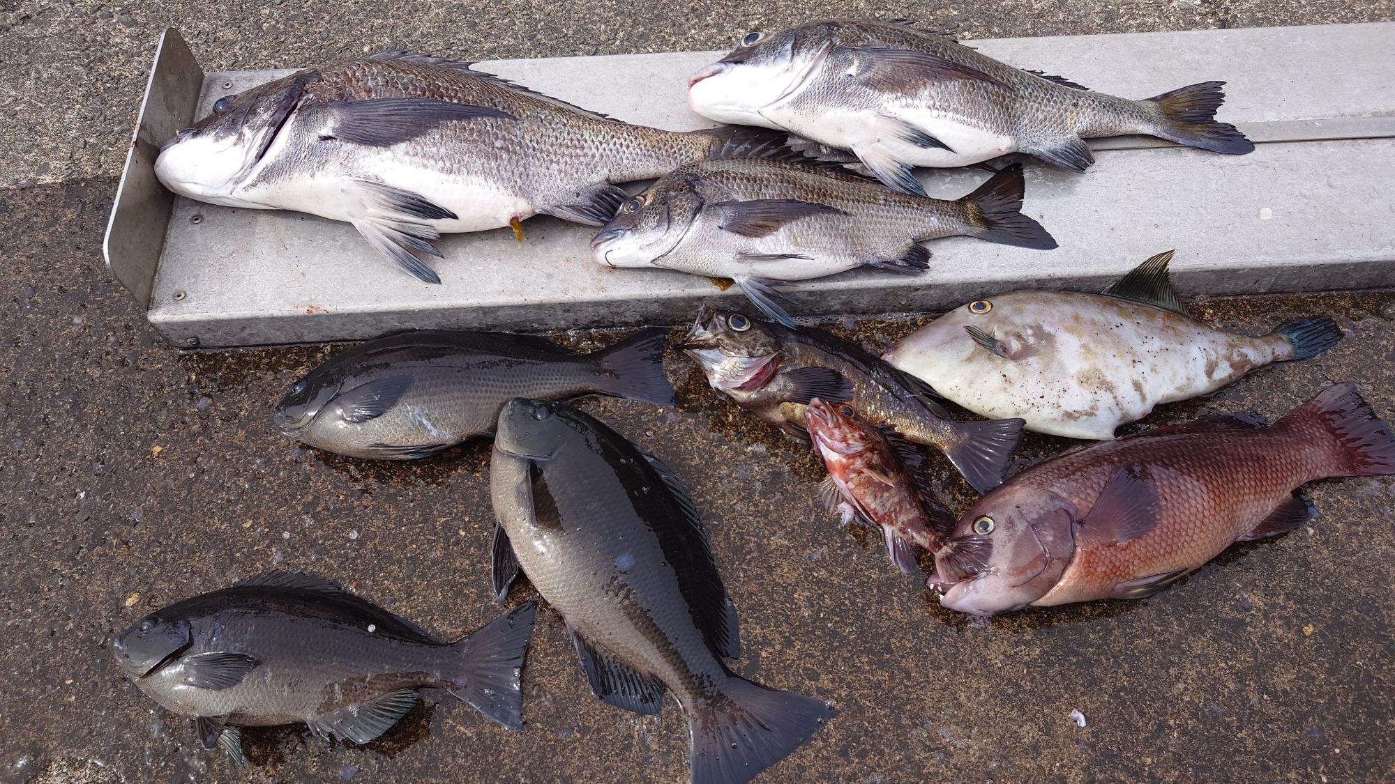 クロダイ、グレ、ウマズラハギ、黒メバル、カサゴ、寒ダイ、6種目釣り