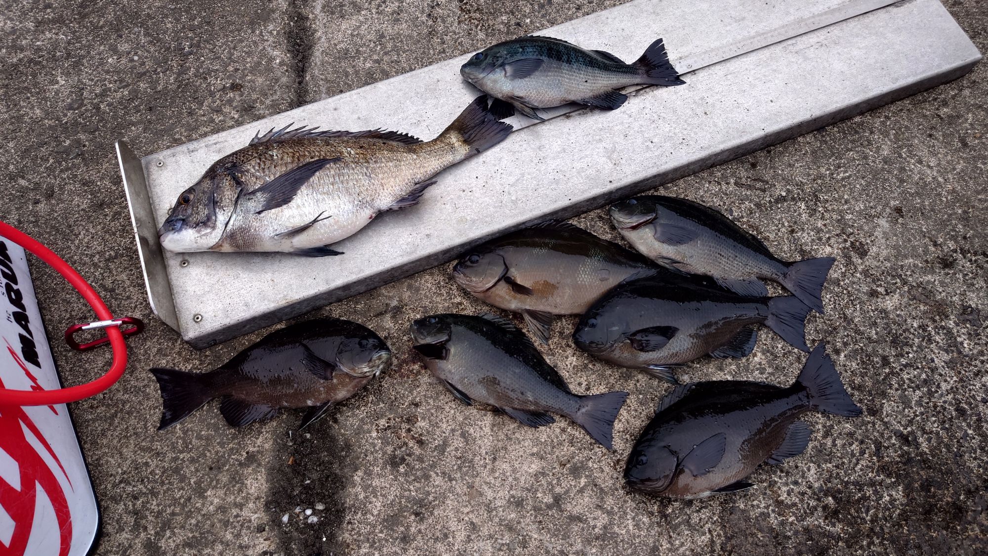 クロダイ、グレ、