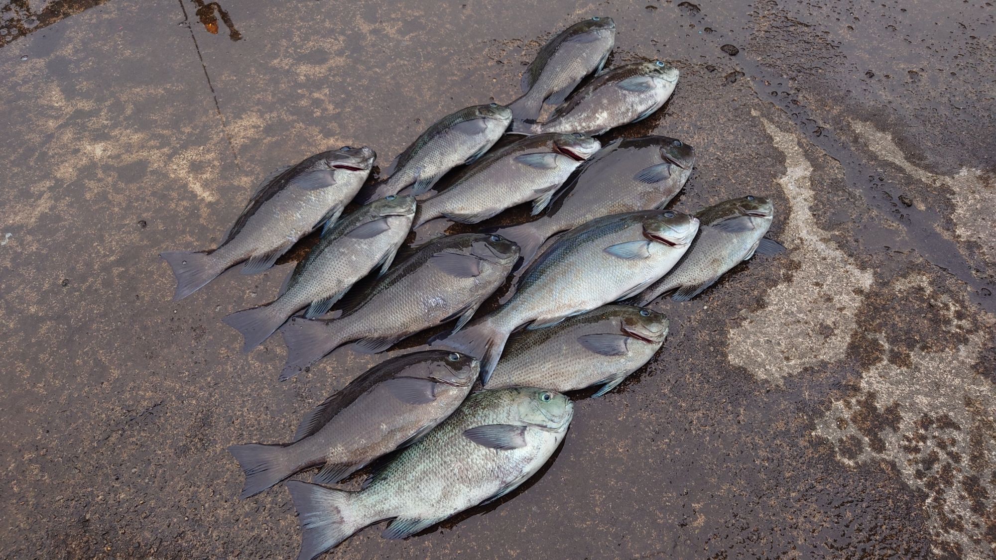 尾長グレ、口太グレ