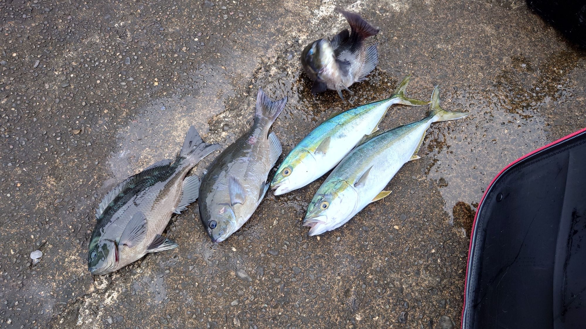 グレ、ハマチ（ツバス）