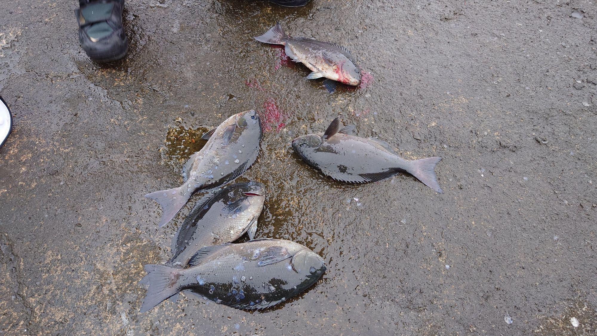 尾長グレ、口太グレ