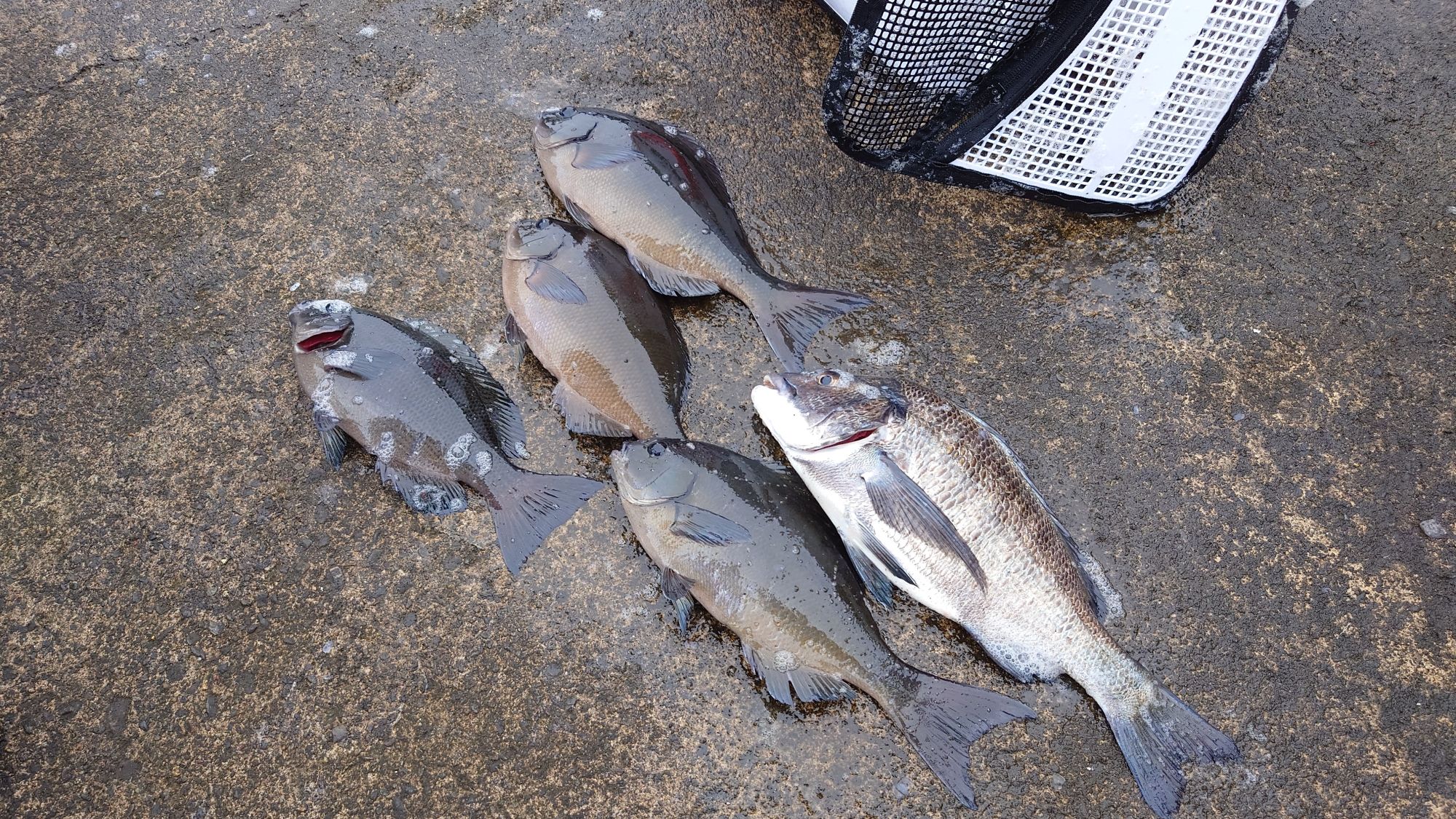 クロダイ、口太グレ、尾長グレ