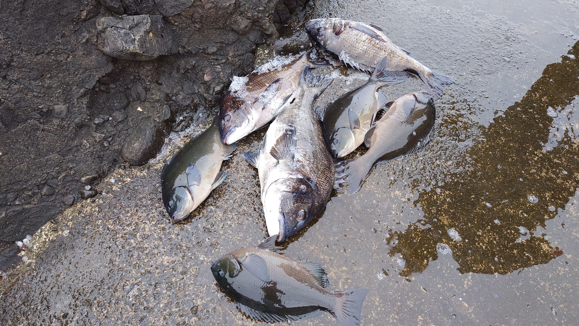 口太グレ、尾長グレ、クロダイ