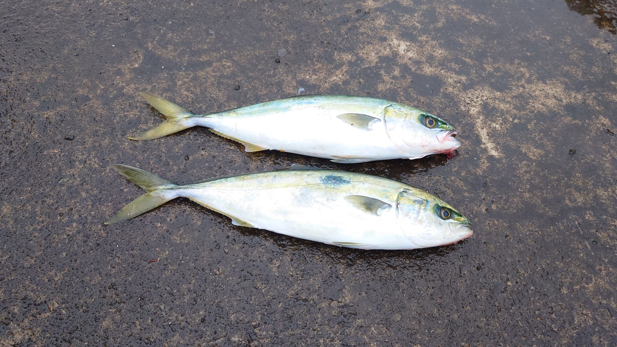 ハマチ（ツバス）