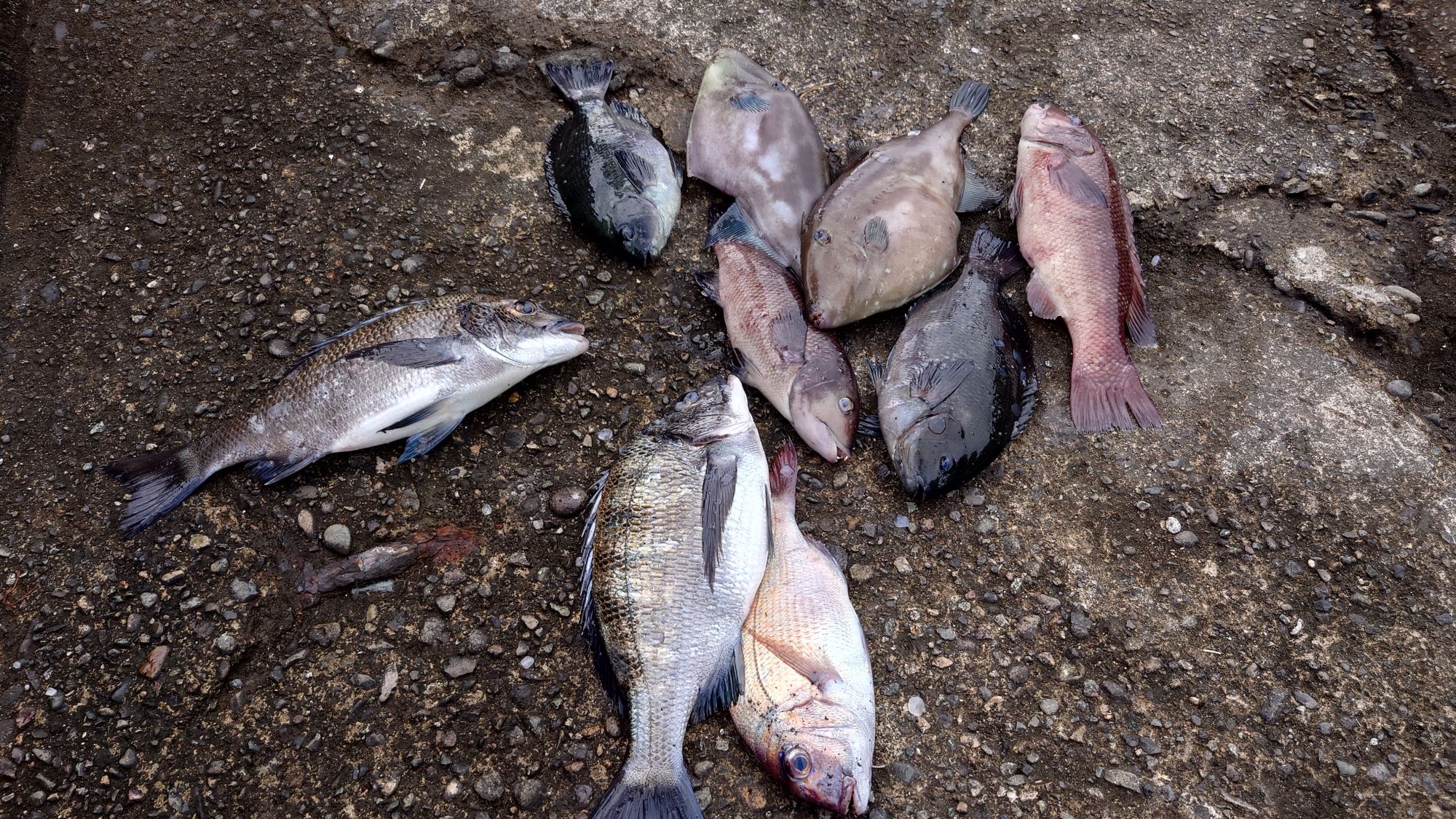 クロダイ、口太グレ、真鯛、ウマズラハギ、寒ダイ、