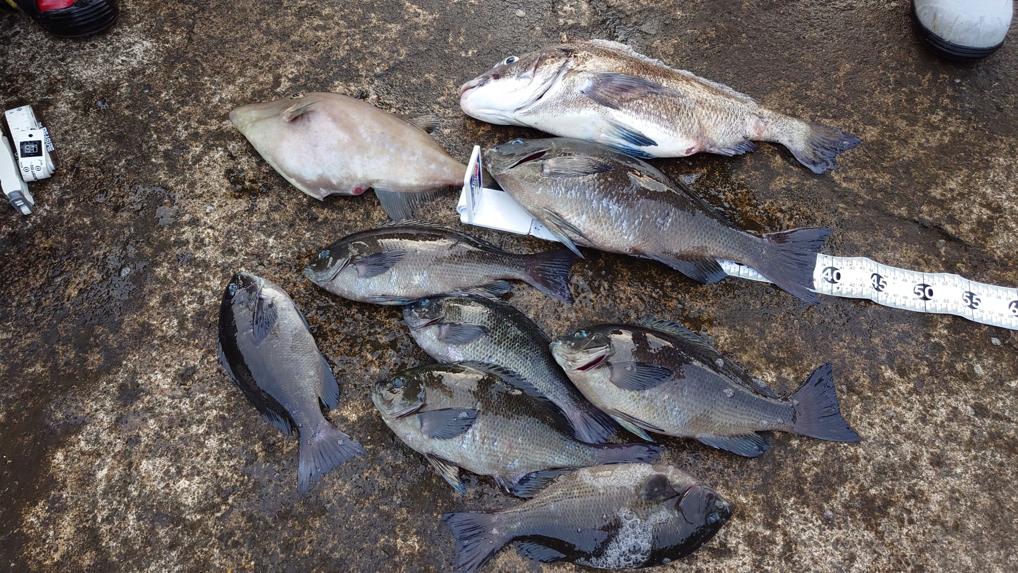 口太グレ、クロダイ、ウマズラハギ、