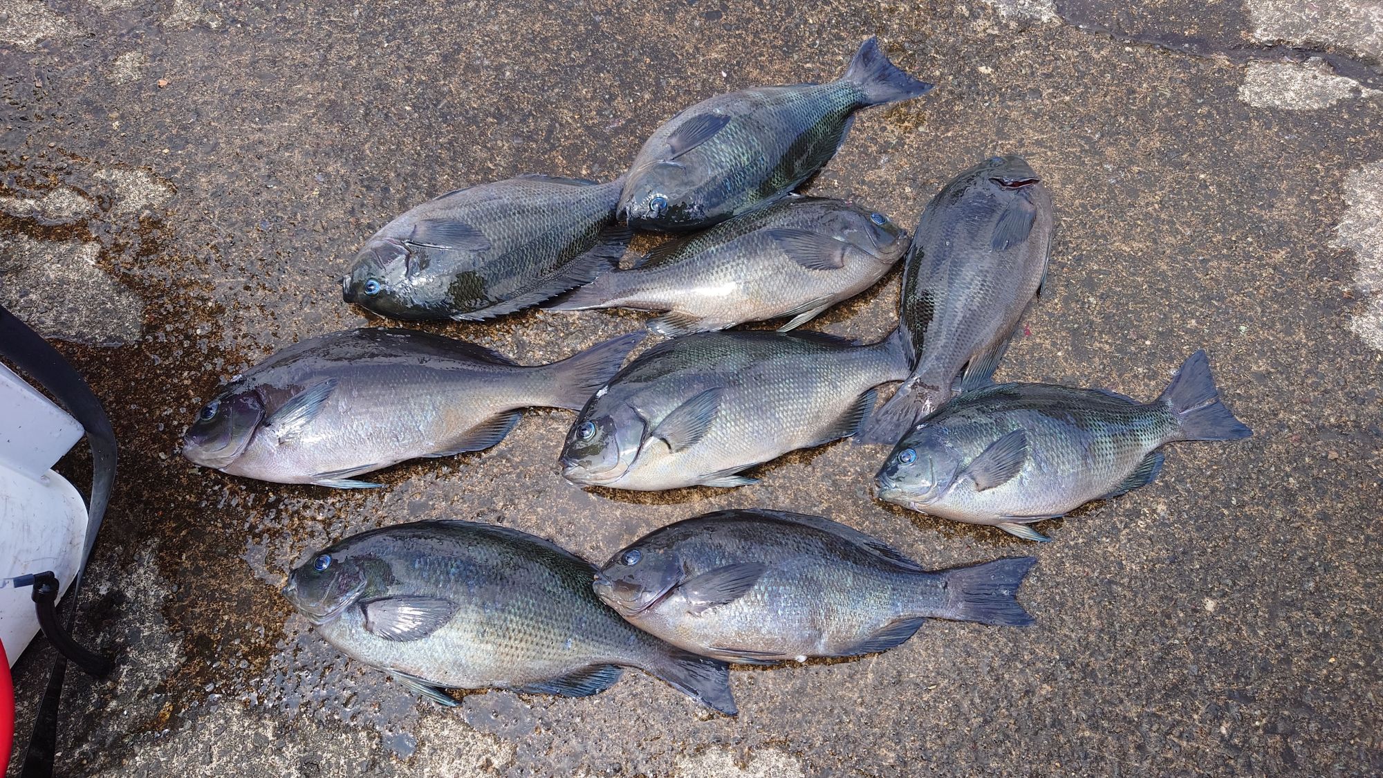 尾長グレ、口太グレ、