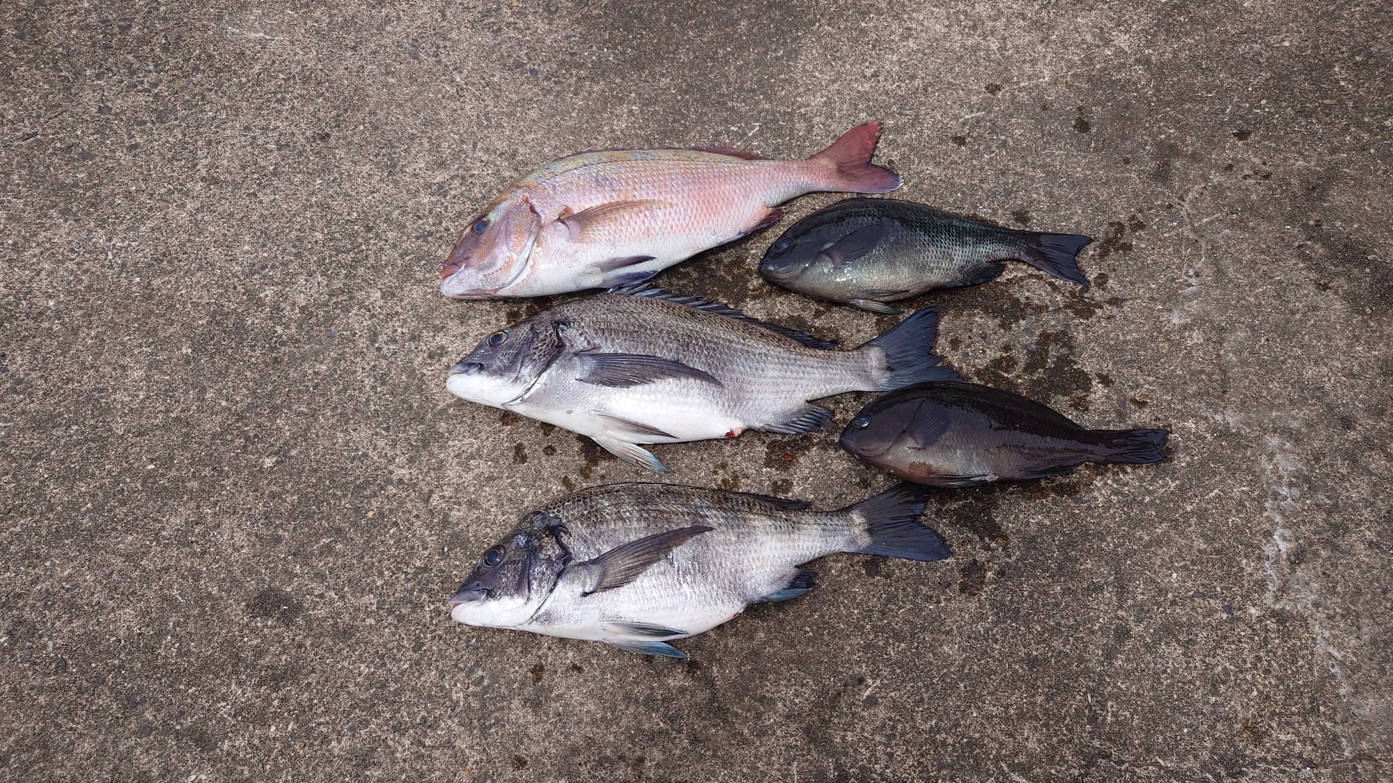 真鯛、クロダイ、口太グレ、