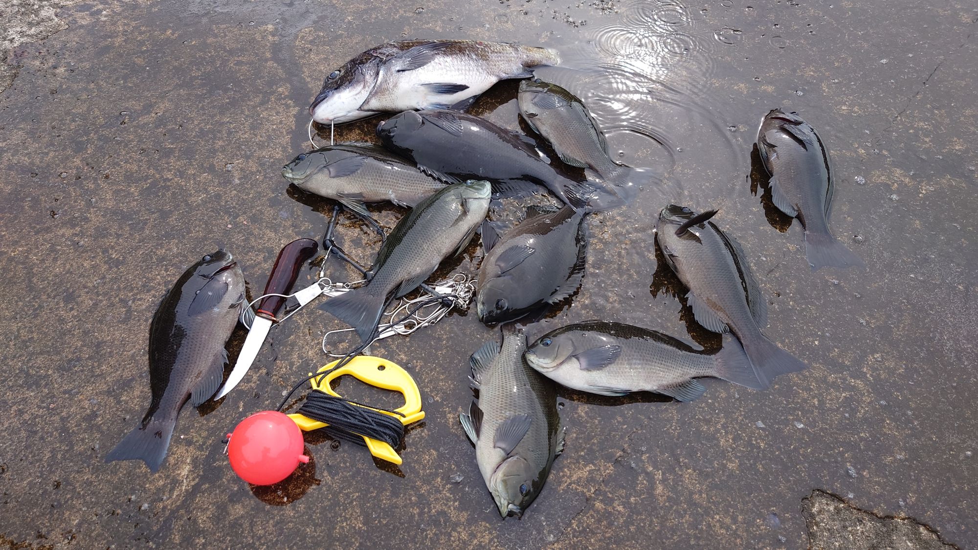 クロダイ、口太グレ、尾長グレ、