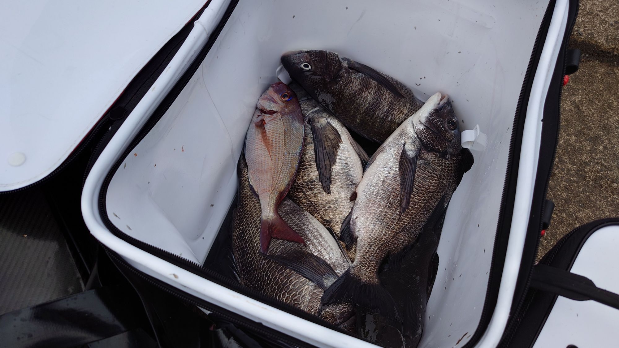 クロダイ、真鯛、