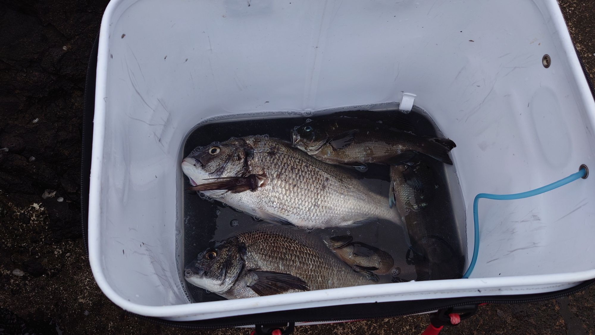 口太グレ、クロダイ、