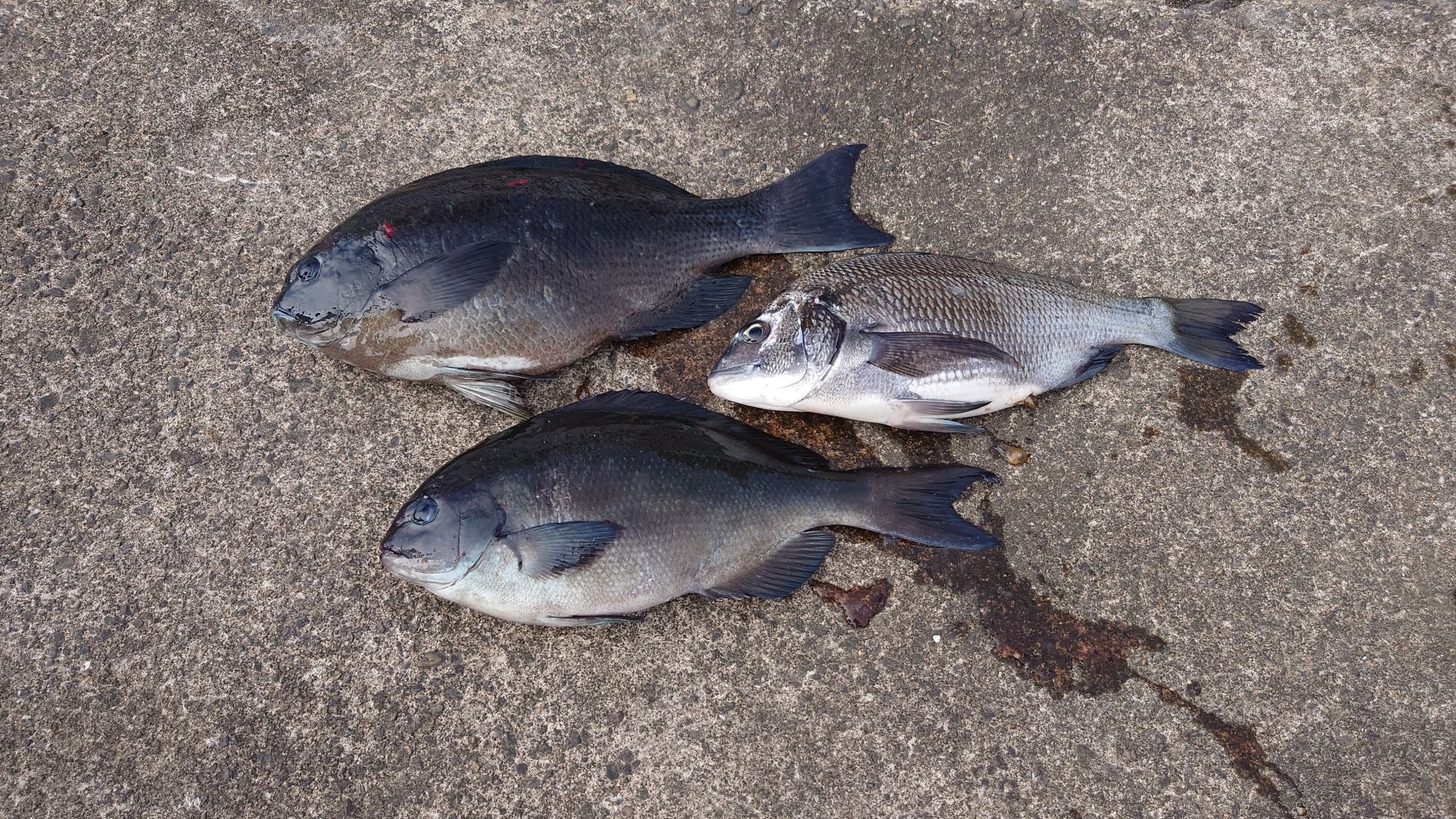 クロダイ、口太グレ、