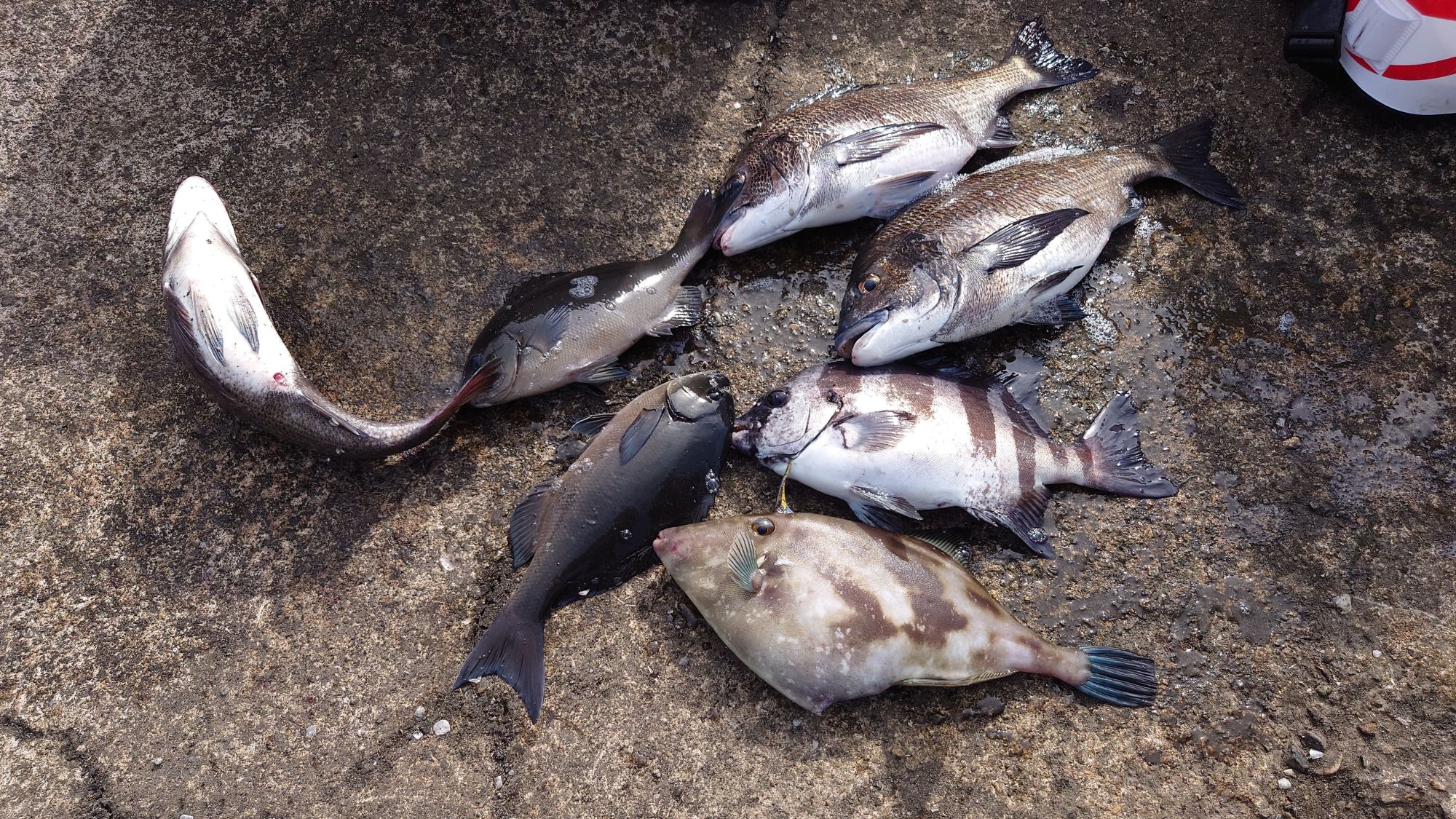 クロダイ、尾長グレ、イシダイ、ウマズラハギ、