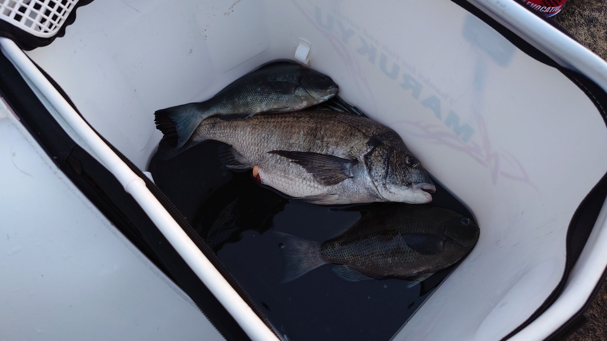 クロダイ、口太グレ、