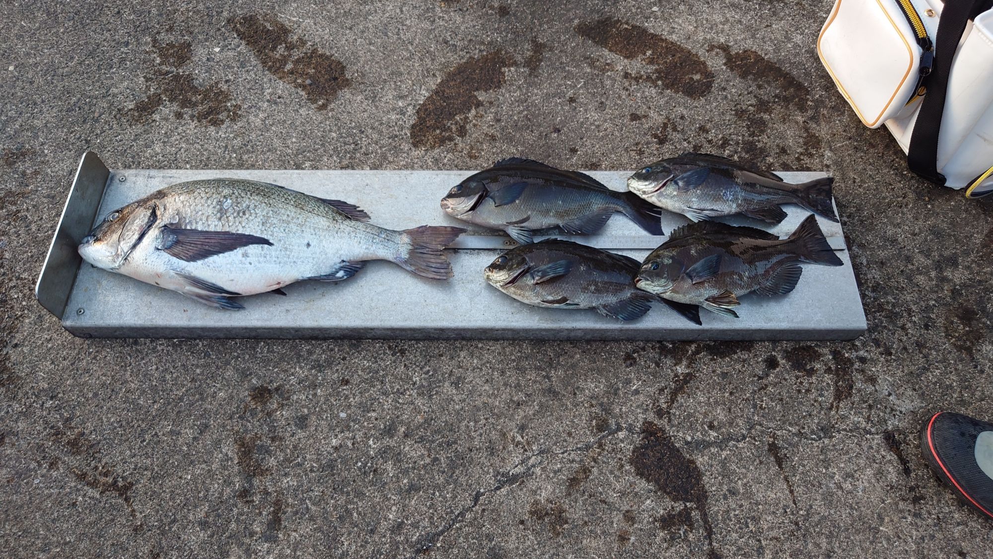 クロダイ、口太グレ、