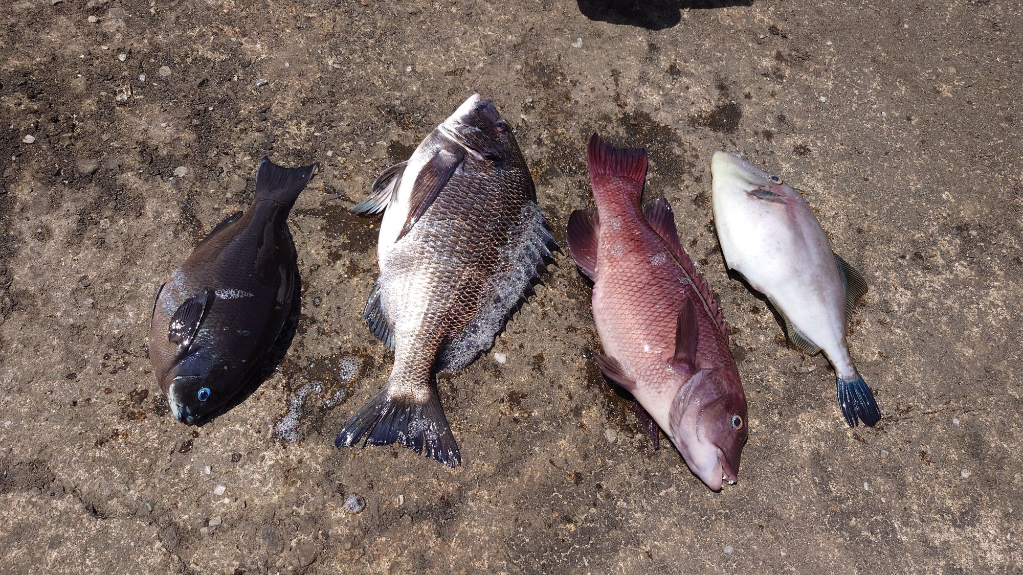 口太グレ、クロダイ、ウマズラハギ、寒ダイ、