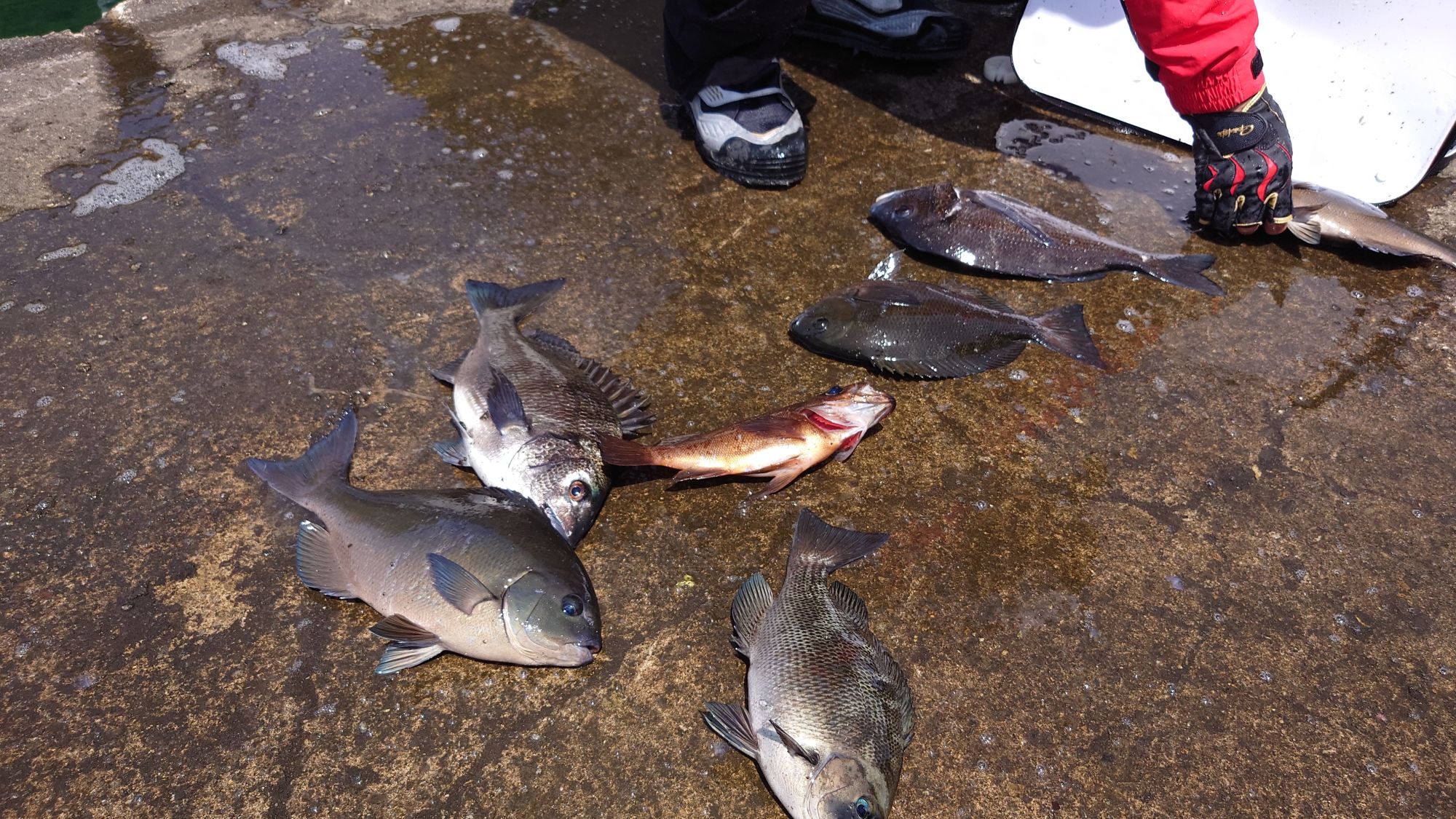 クロダイ、口太グレ、尾長グレ、メバル