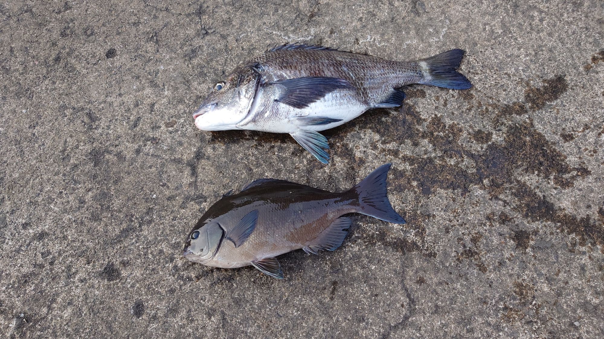 クロダイ、口太グレ、