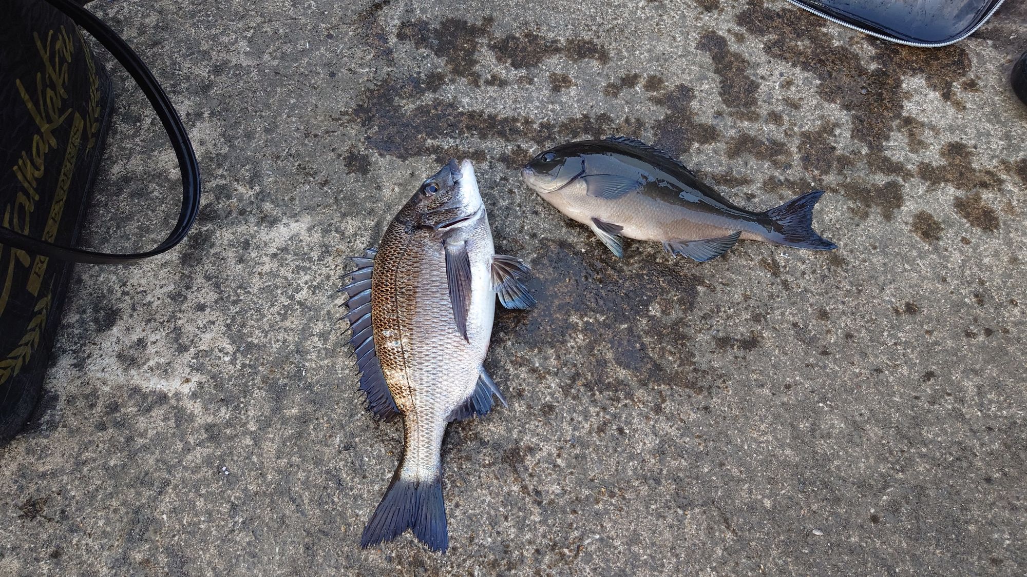 クロダイ、尾長グレ、