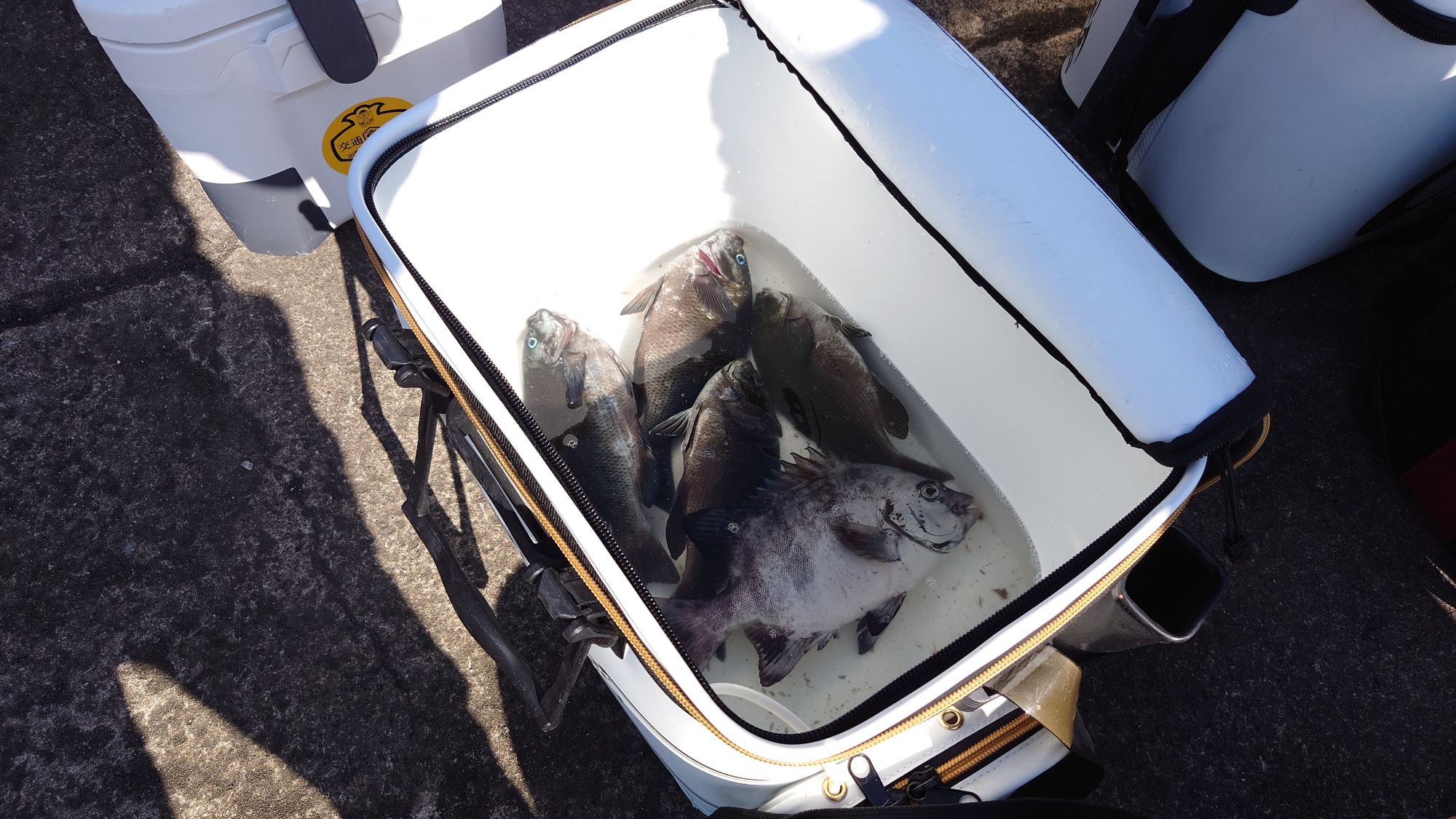 グレ、イシダイ、