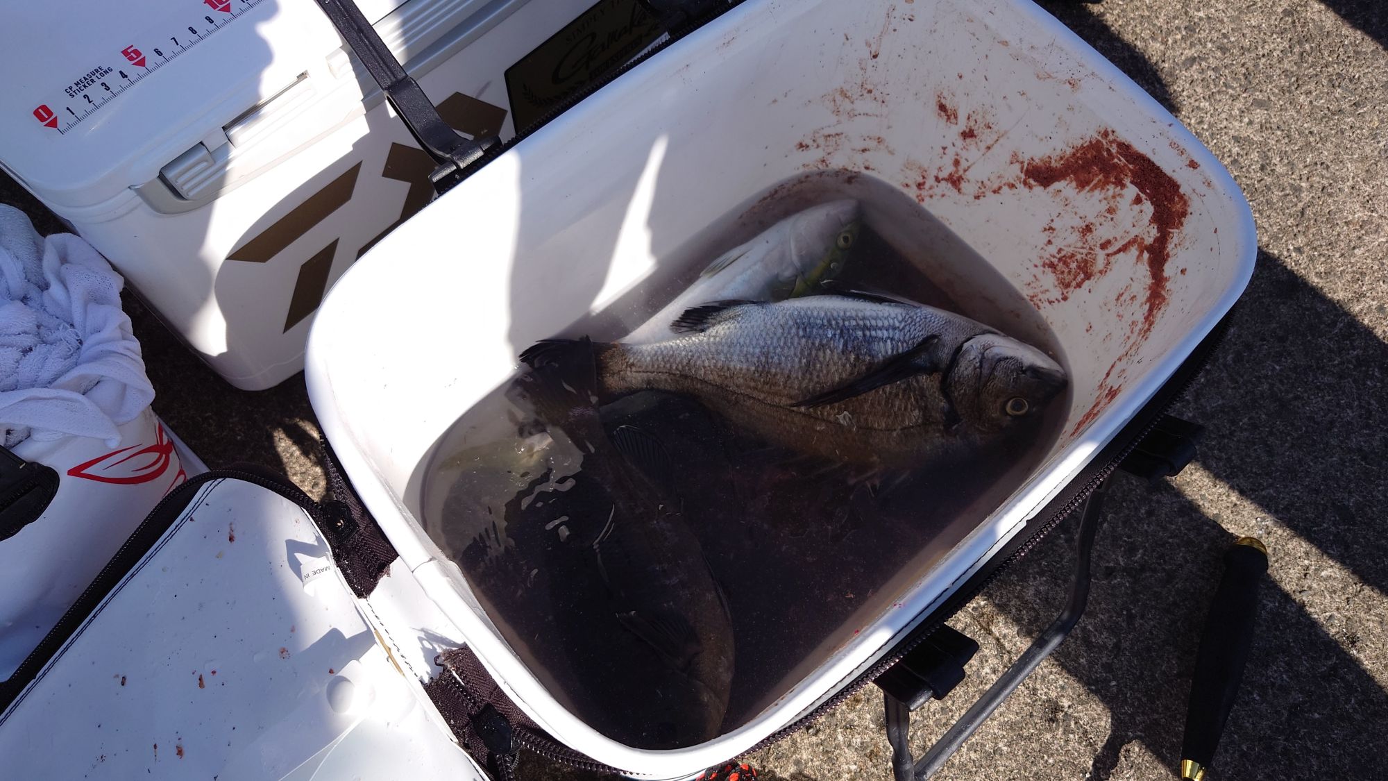 クロダイ、グレ、ツバス