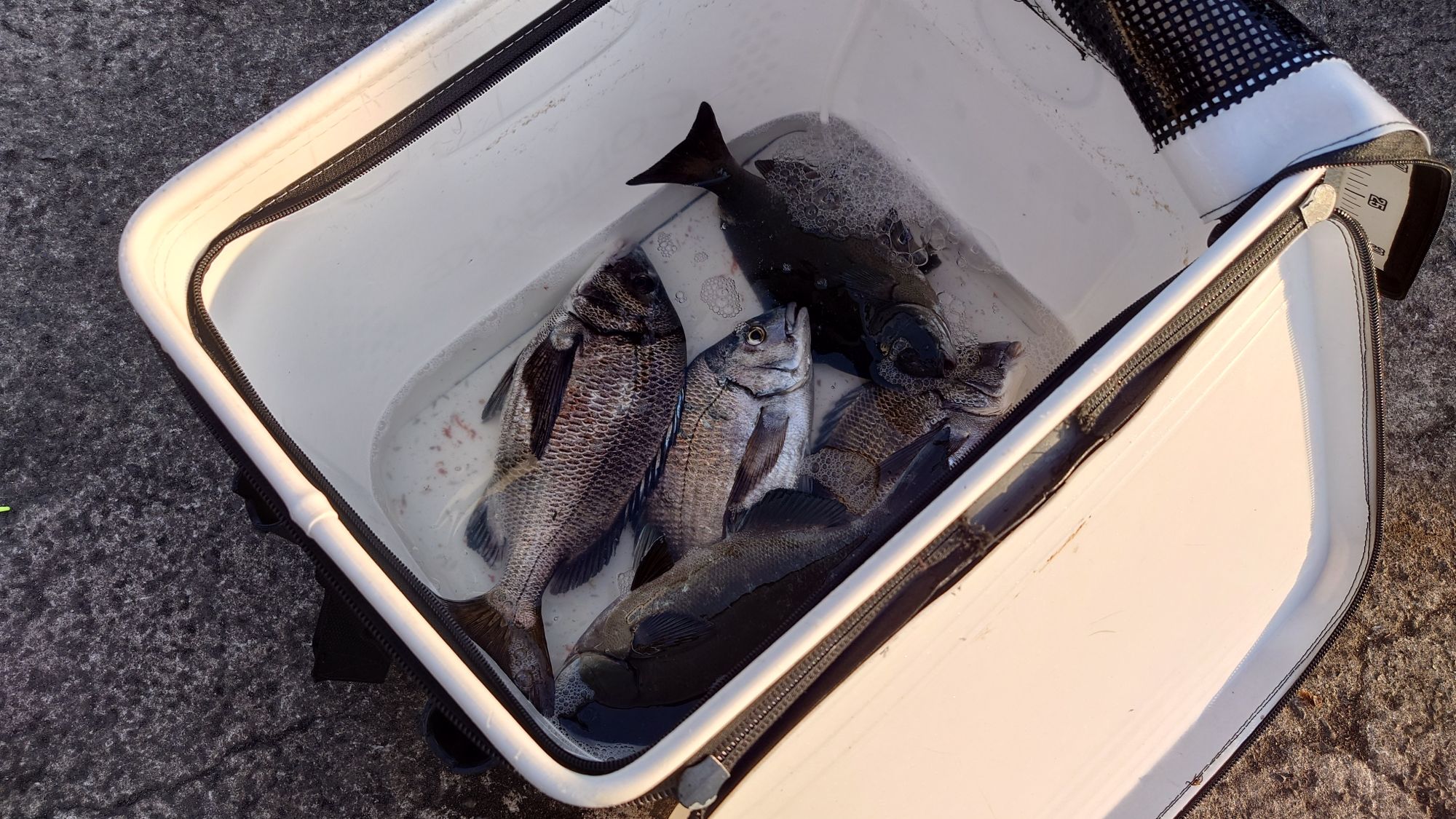 クロダイ、グレ、