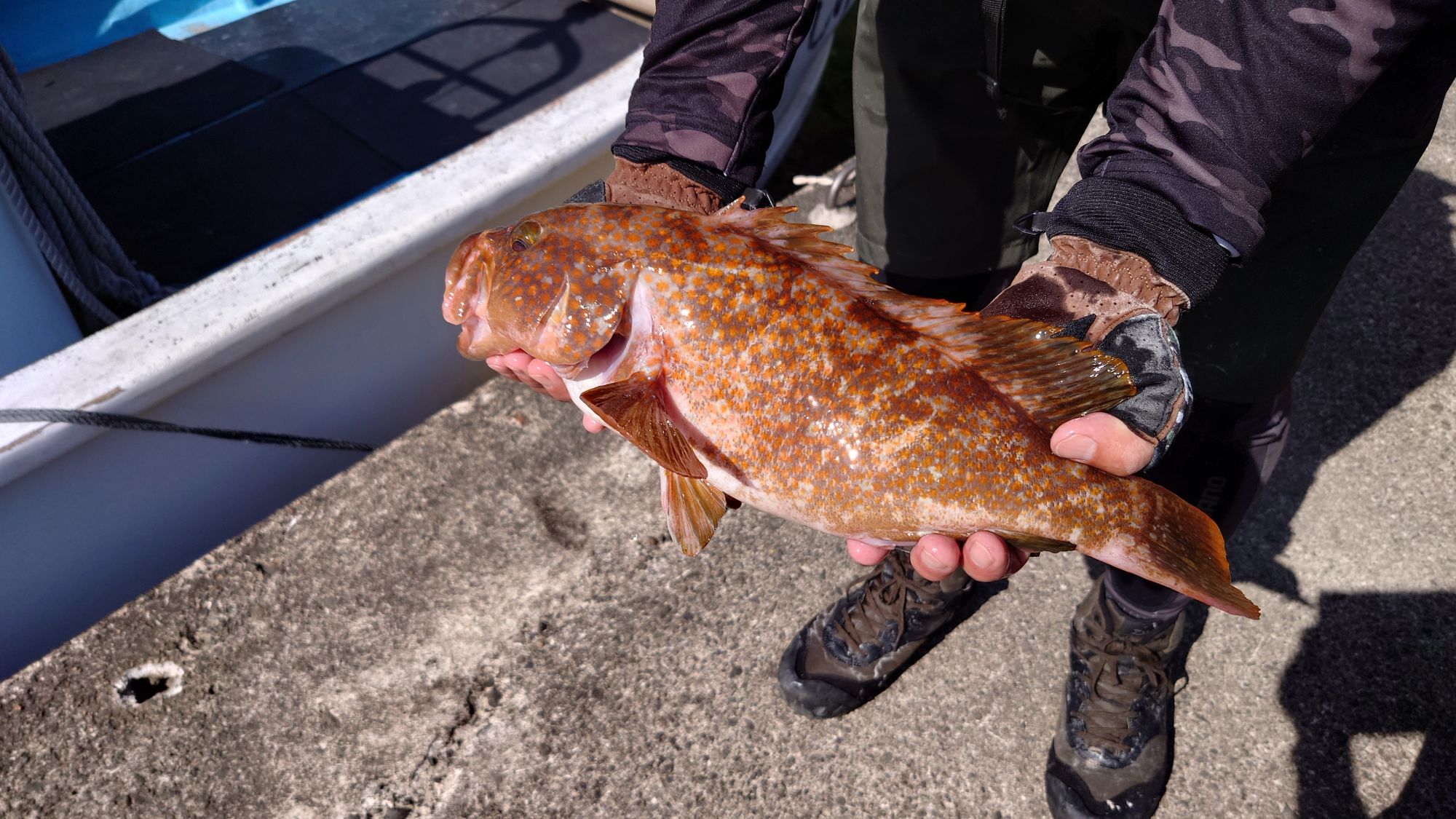 キジハタ（アコウ）